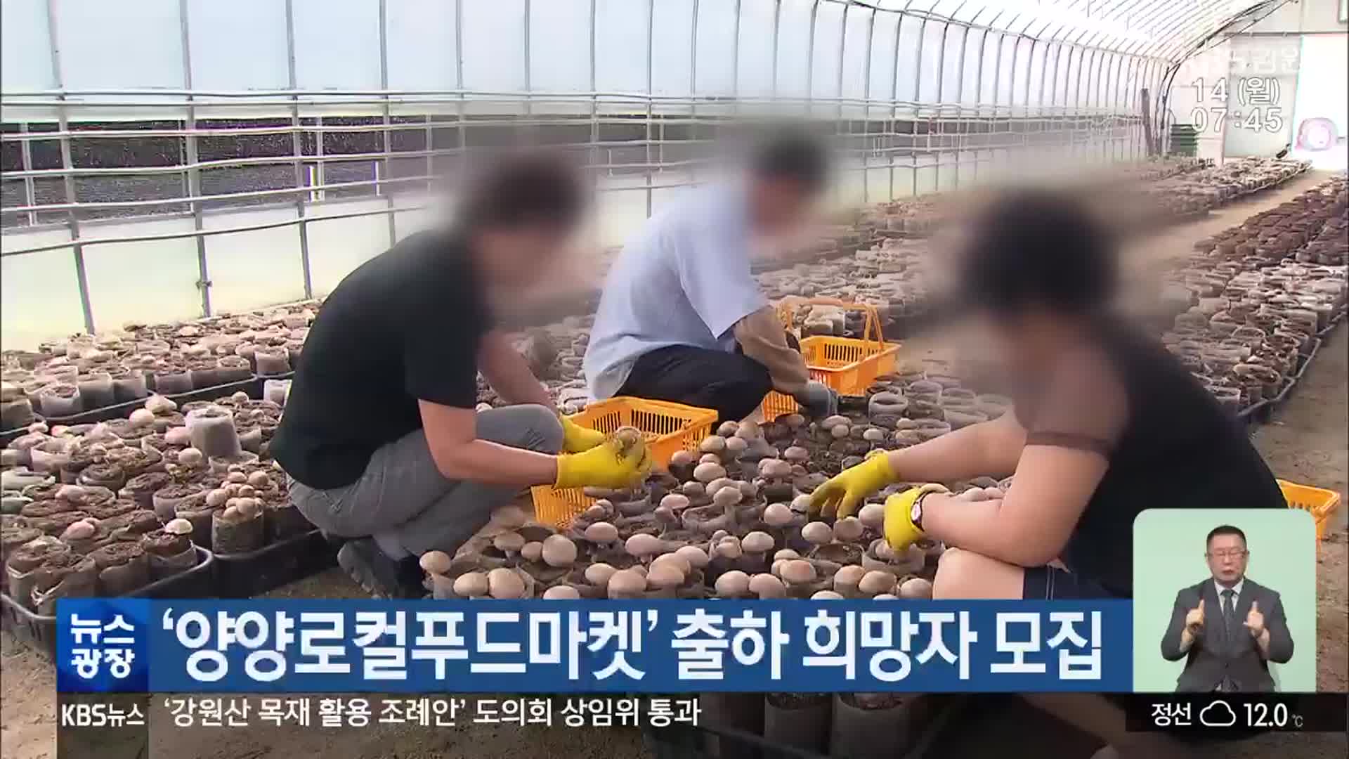 ‘양양로컬푸드마켓’ 출하 희망자 모집