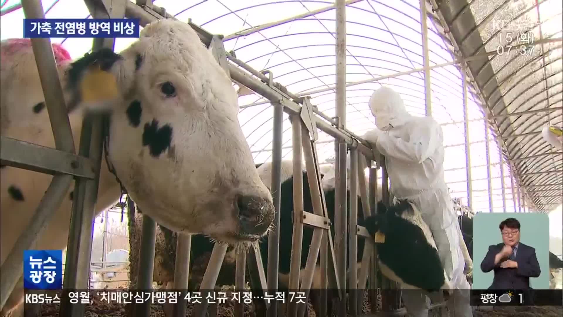 강원도 ASF 또 발생…가축 전염병 비상