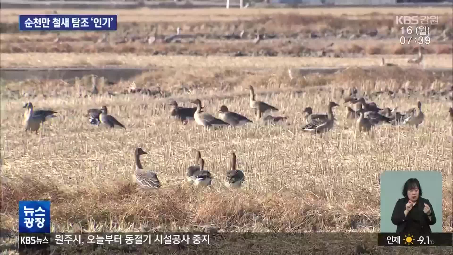 ‘철새 천국’ 순천만…철새 먹이로 매주 볍씨 10톤 뿌려