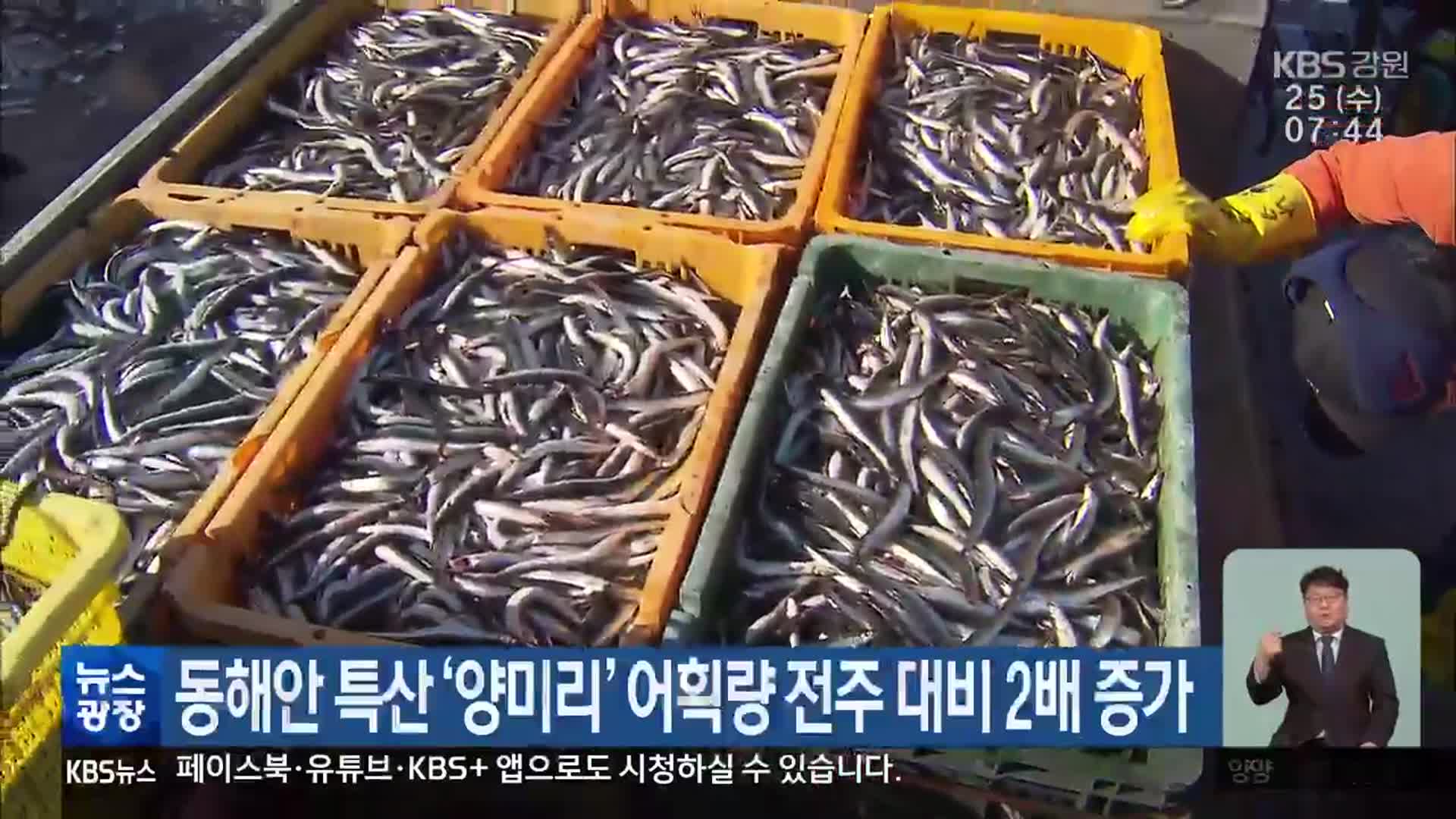 동해안 특산 ‘양미리’ 어획량 전주 대비 2배 증가