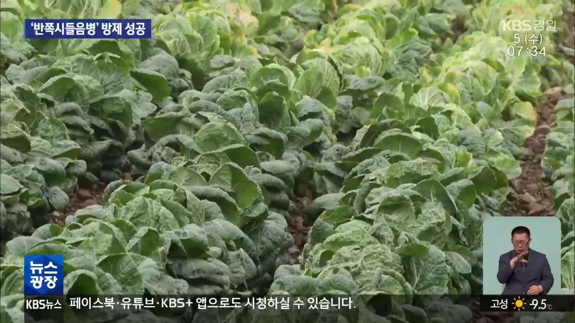 배추 ‘반쪽시들음병’ 방제 성공…농가 보급 유도