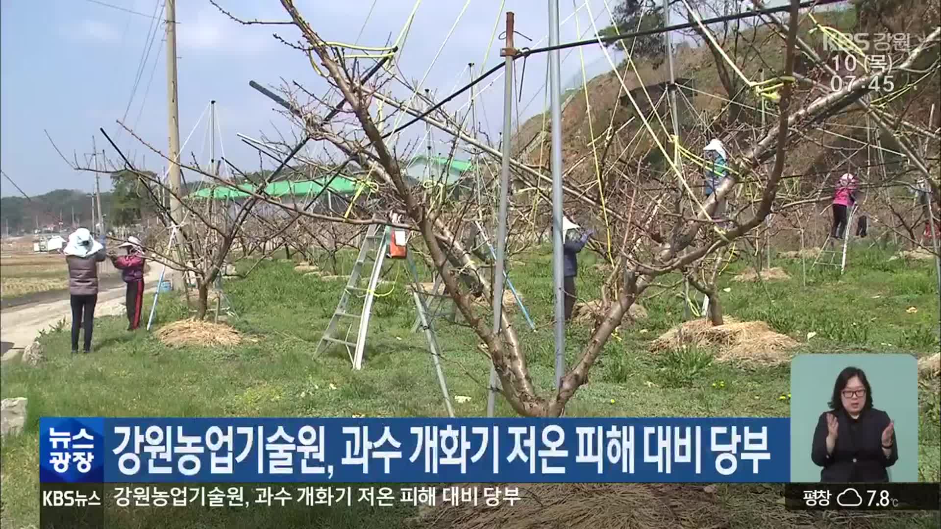 강원농업기술원, 과수 개화기 저온 피해 대비 당부