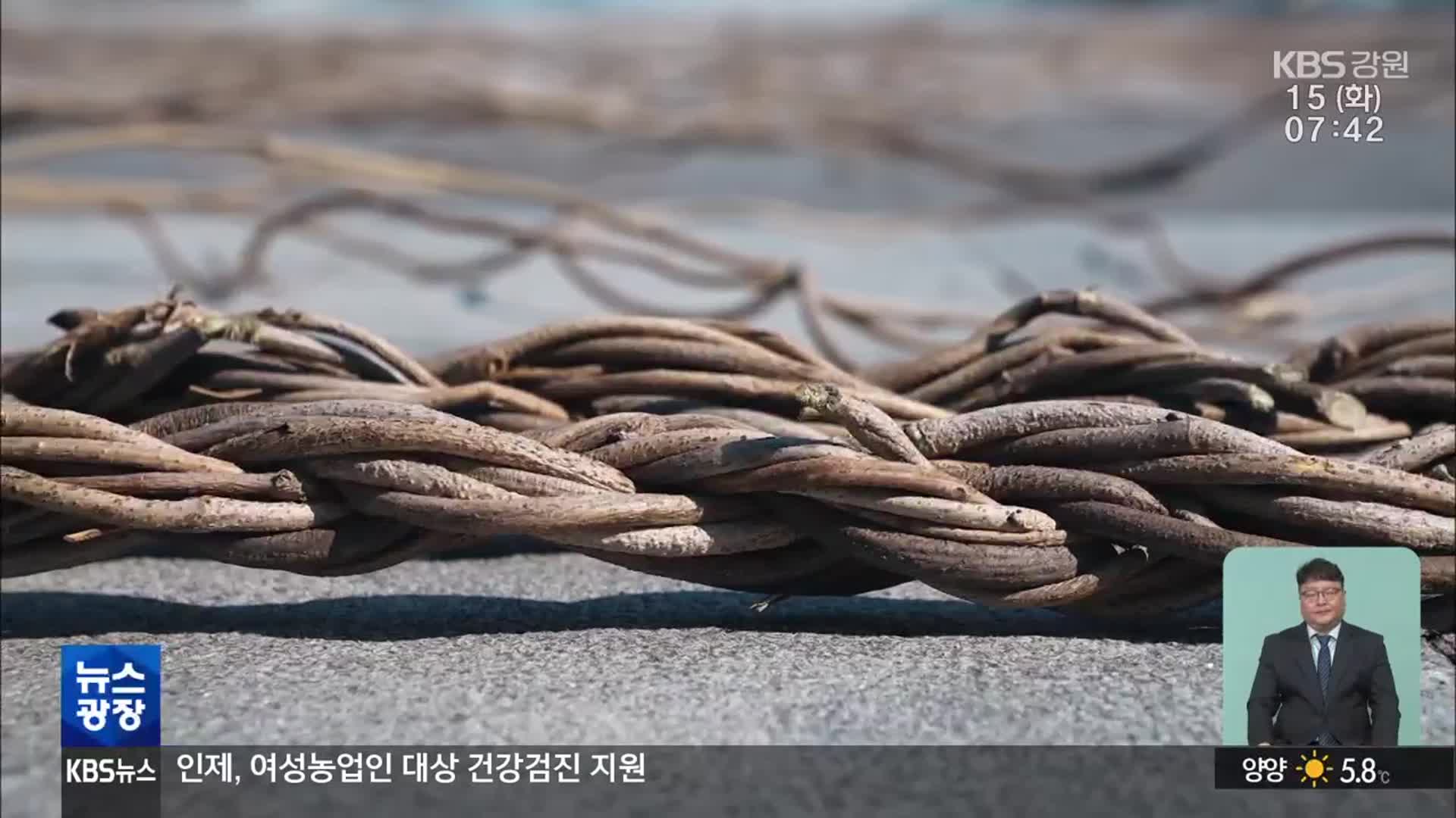 칡 하나로 이어온 강원도의 힘…영월 칡줄다리기