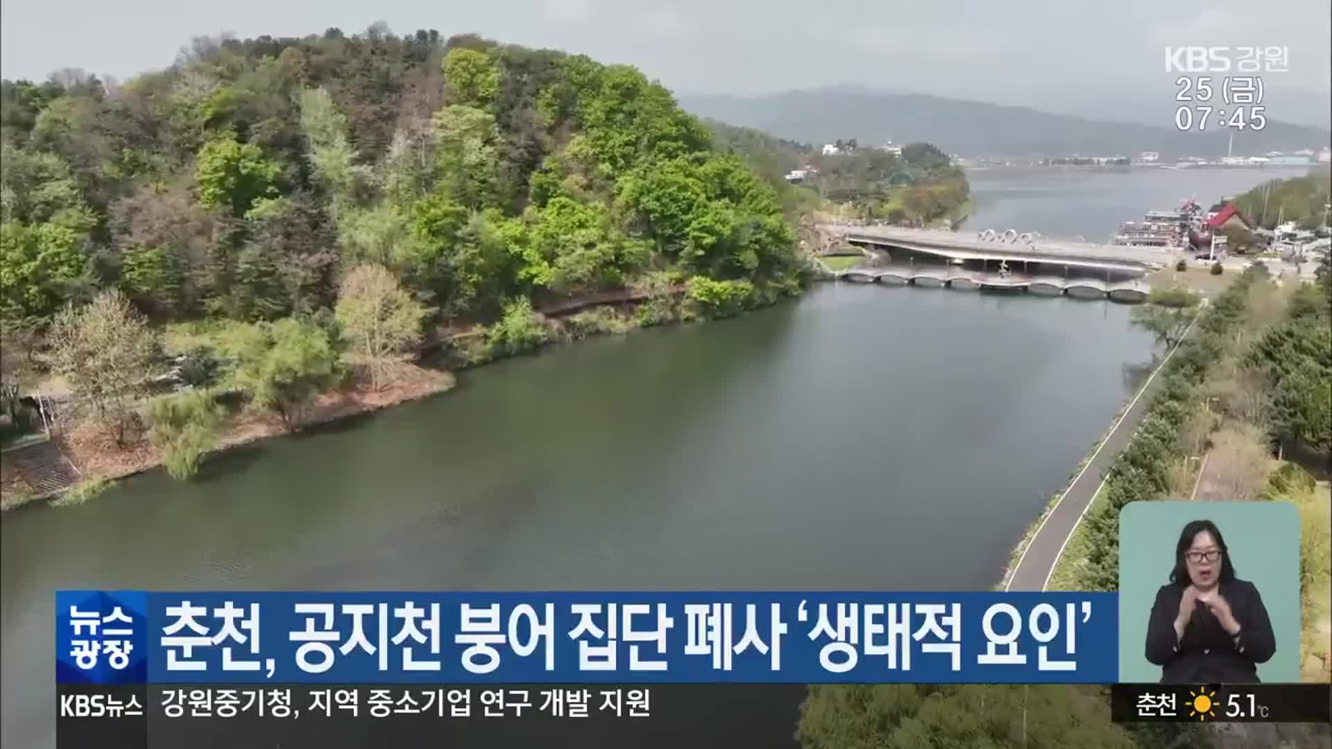 춘천, 공지천 붕어 집단 폐사 ‘생태적 요인’