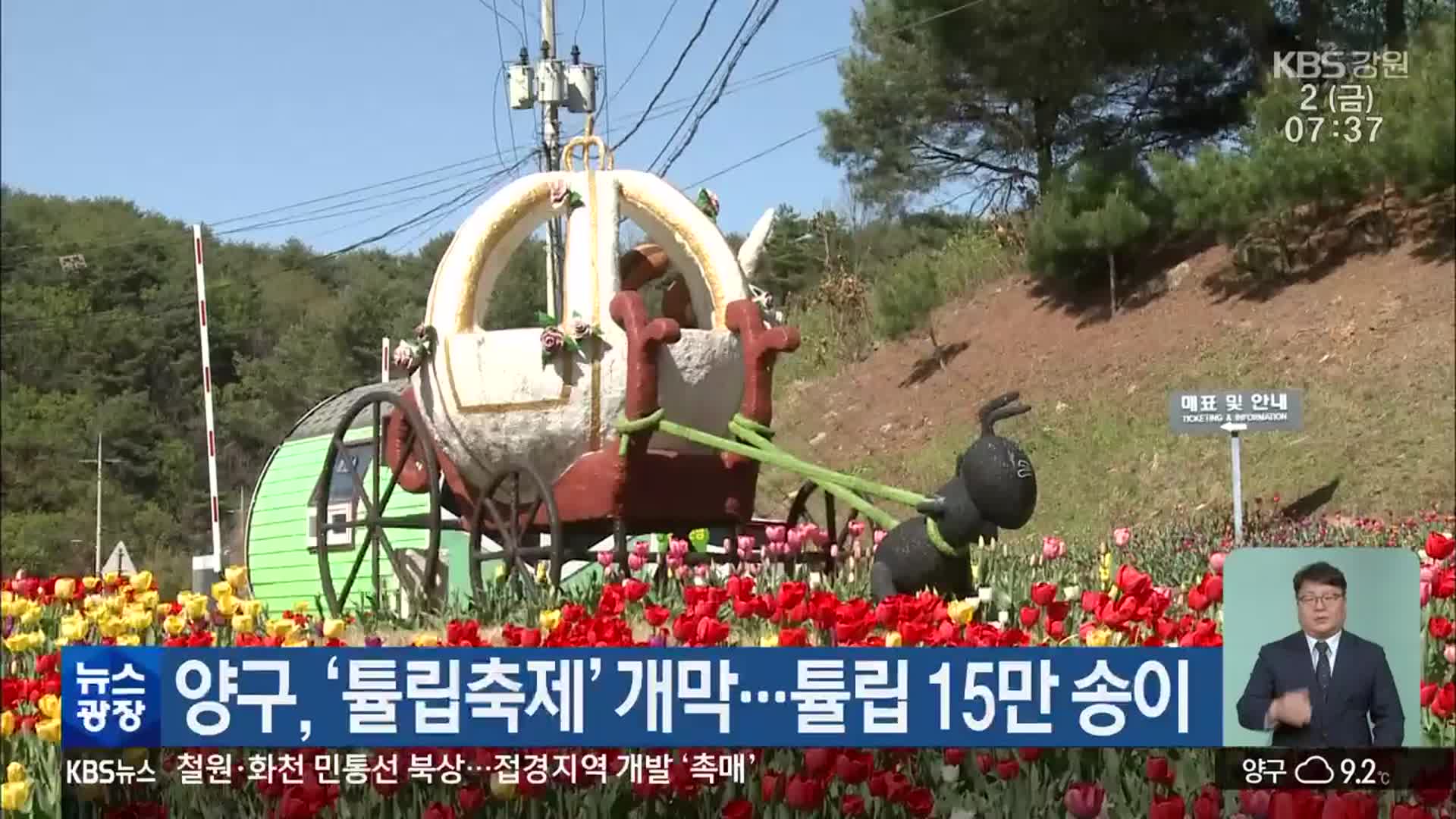 양구, ‘튤립축제’ 개막…튤립 15만 송이