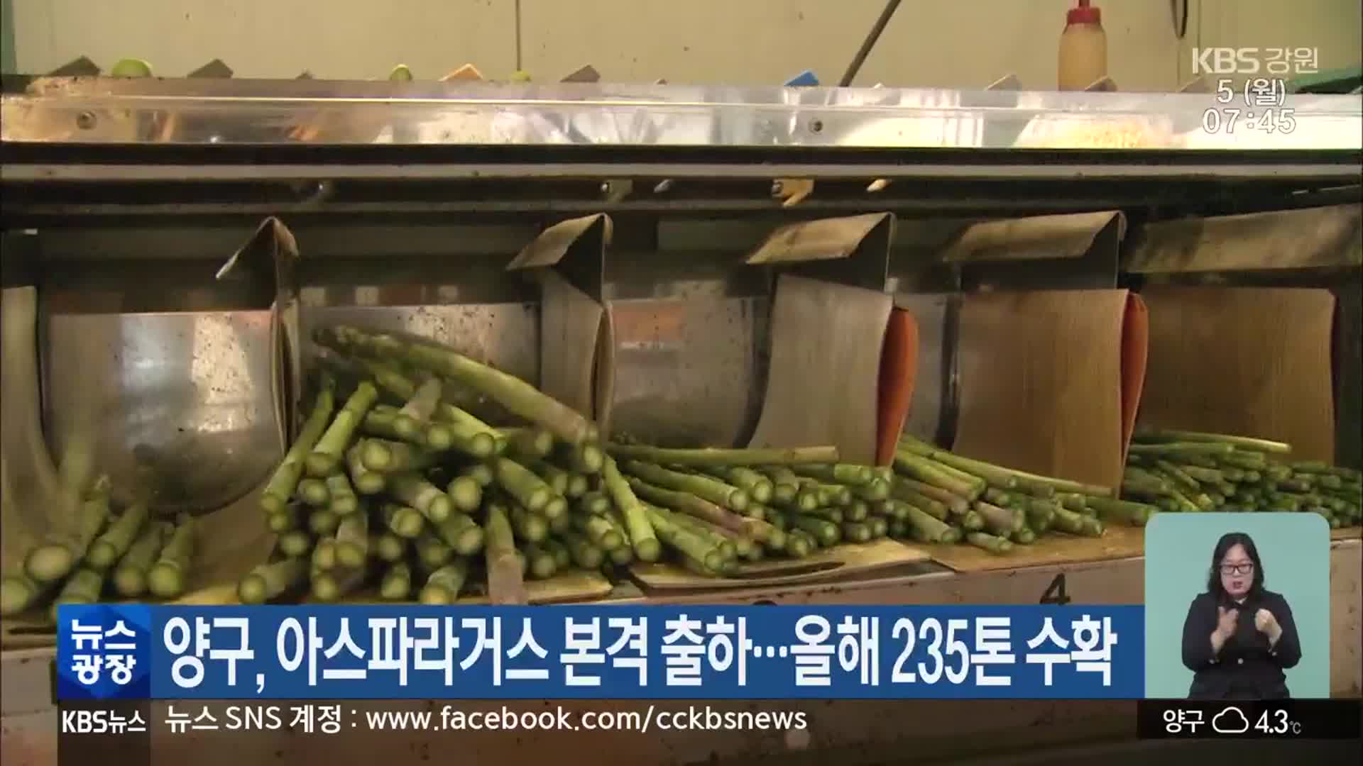 양구, 아스파라거스 본격 출하…올해 235톤 수확