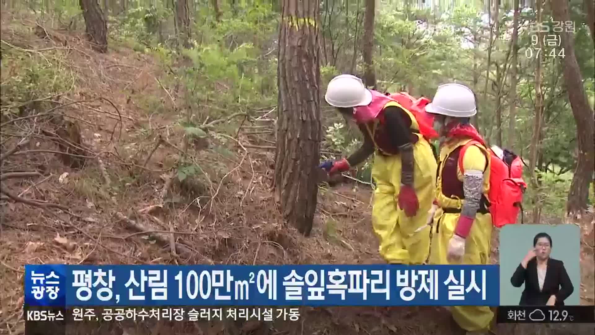 평창, 산림 100만㎡에 솔잎혹파리 방제 실시