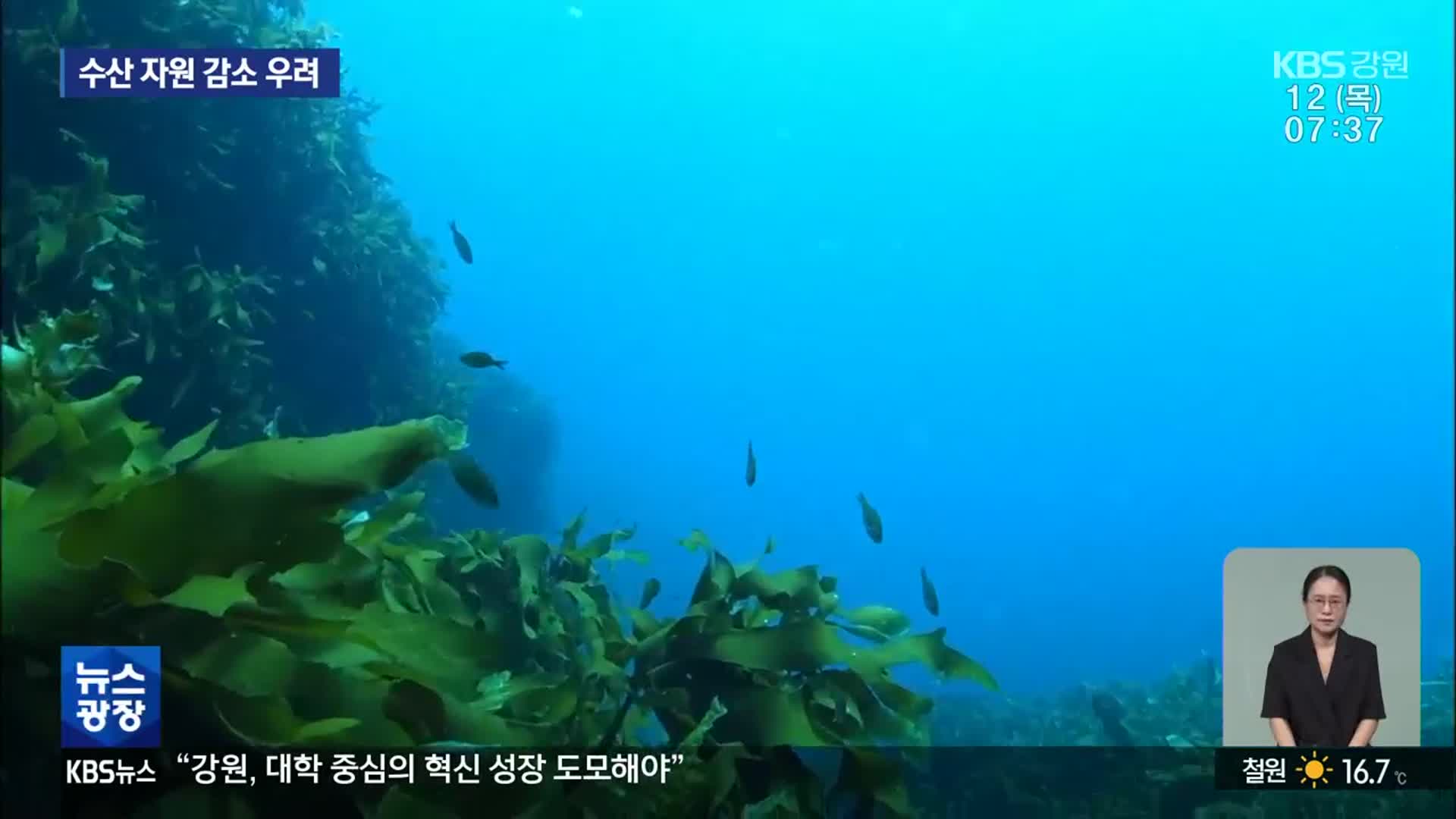 동해 ‘바닷속 영양분’ 기초 생산력 감소 뚜렷
