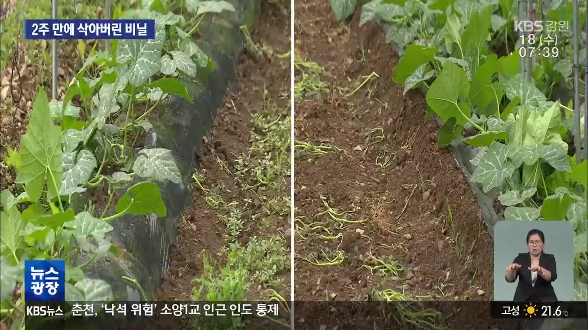 2주 만에 삭아버린 비닐…“올해 농사 어쩌나?”