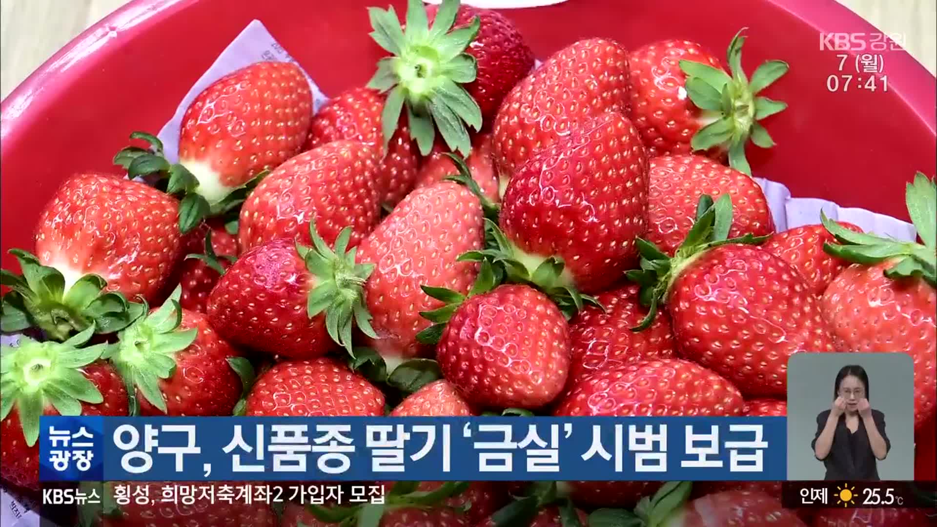 양구, 신품종 딸기 ‘금실’ 시범 보급