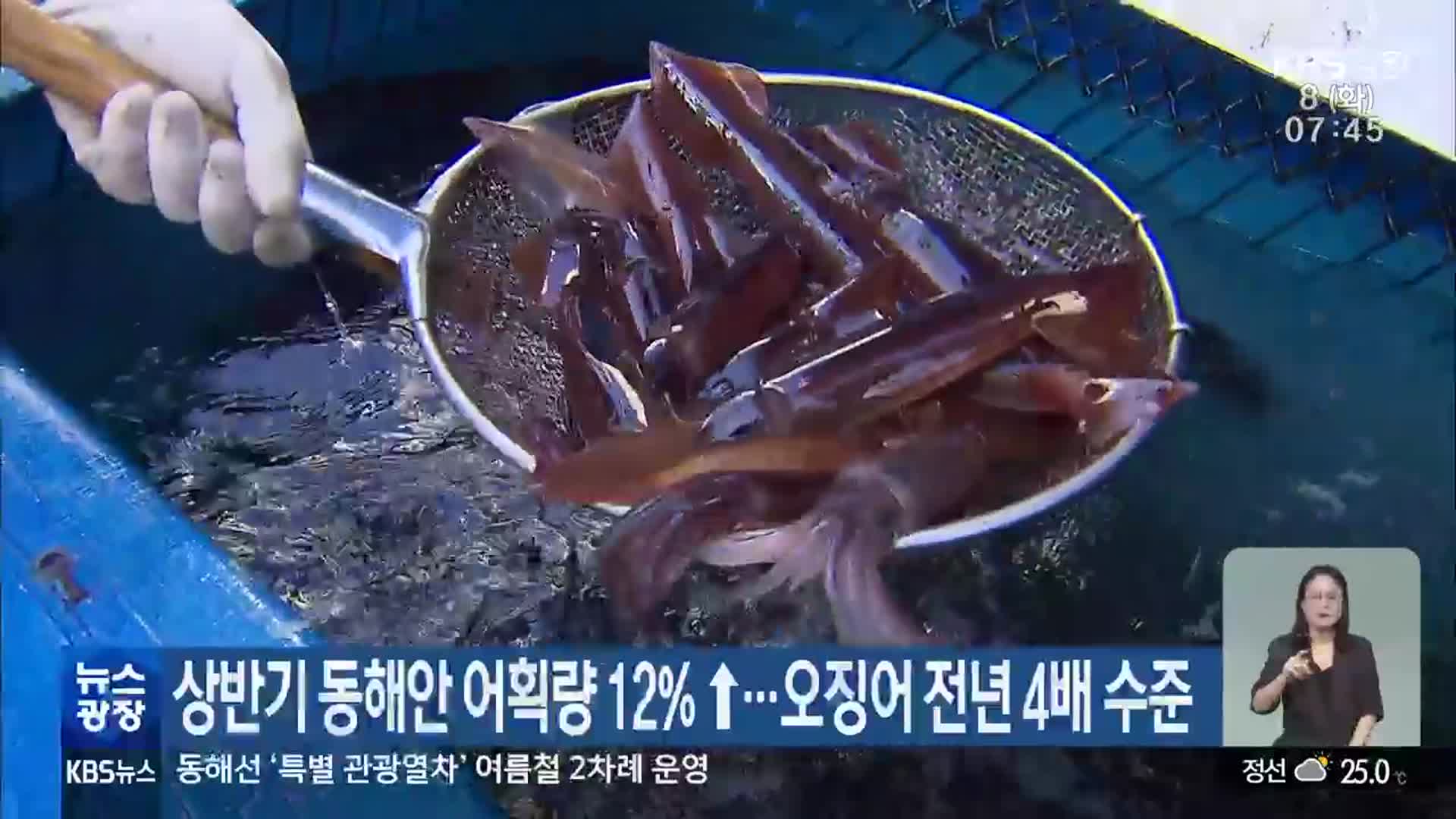 상반기 동해안 어획량 12%↑…오징어 전년 4배 수준