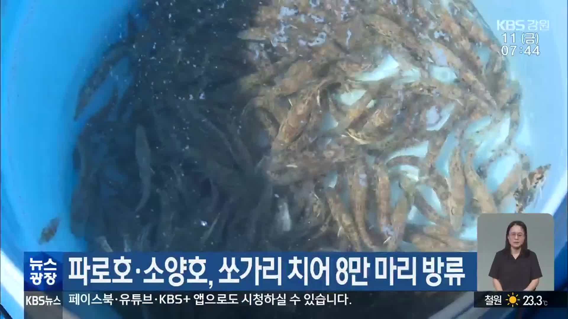 파로호·소양호, 쏘가리 치어 8만 마리 방류