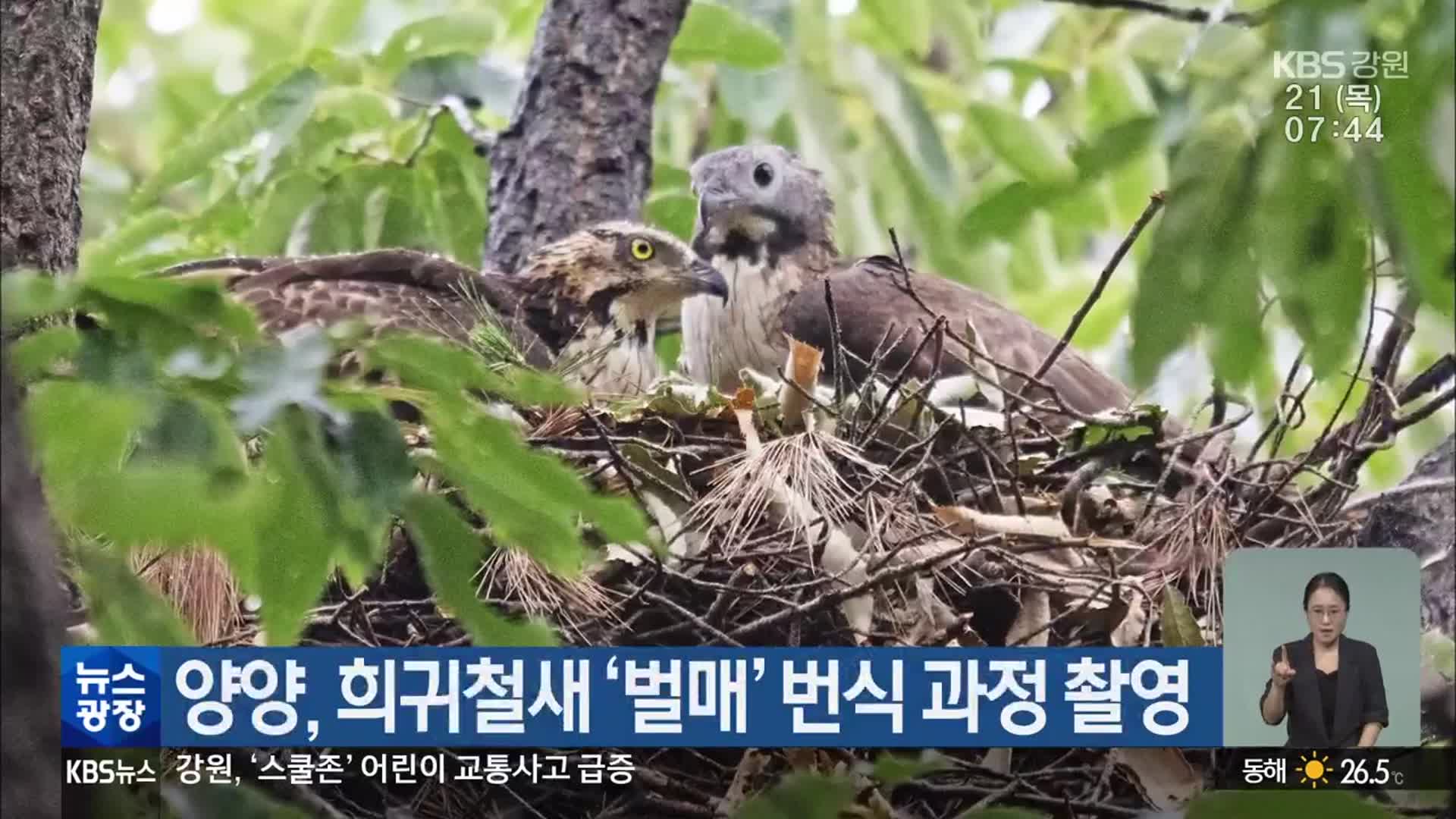 양양, 희귀철새 ‘벌매’ 번식 과정 촬영