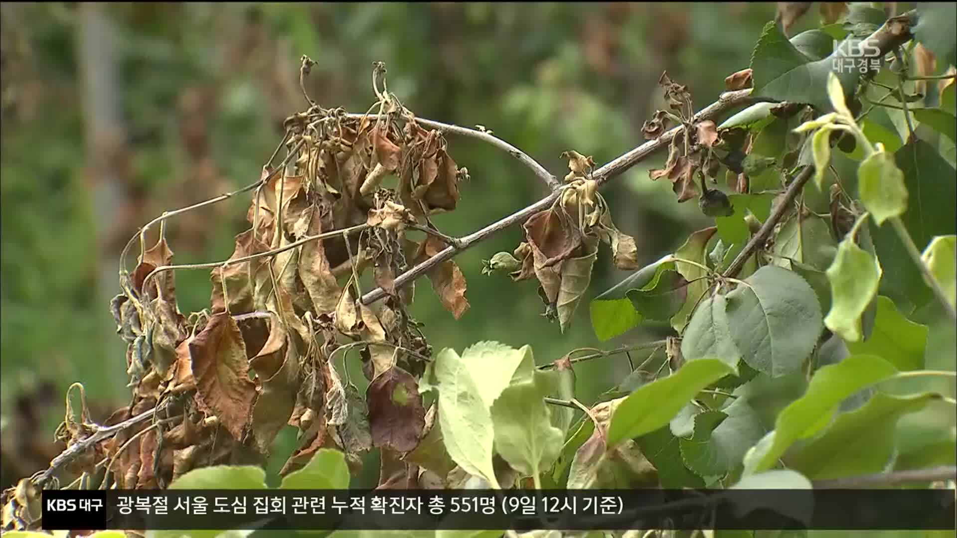 과수화상병 손실, 피해 지역 떠넘기기 논란