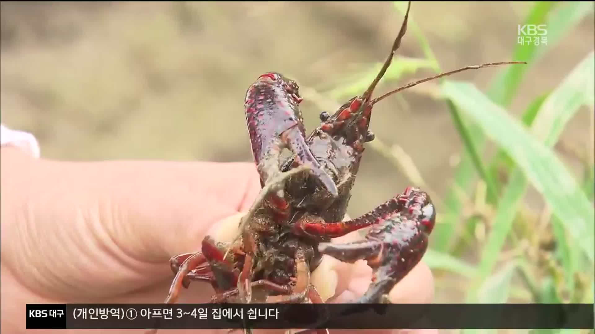 생태교란종 ‘미국가재’…“2년 만에 10배 급증”