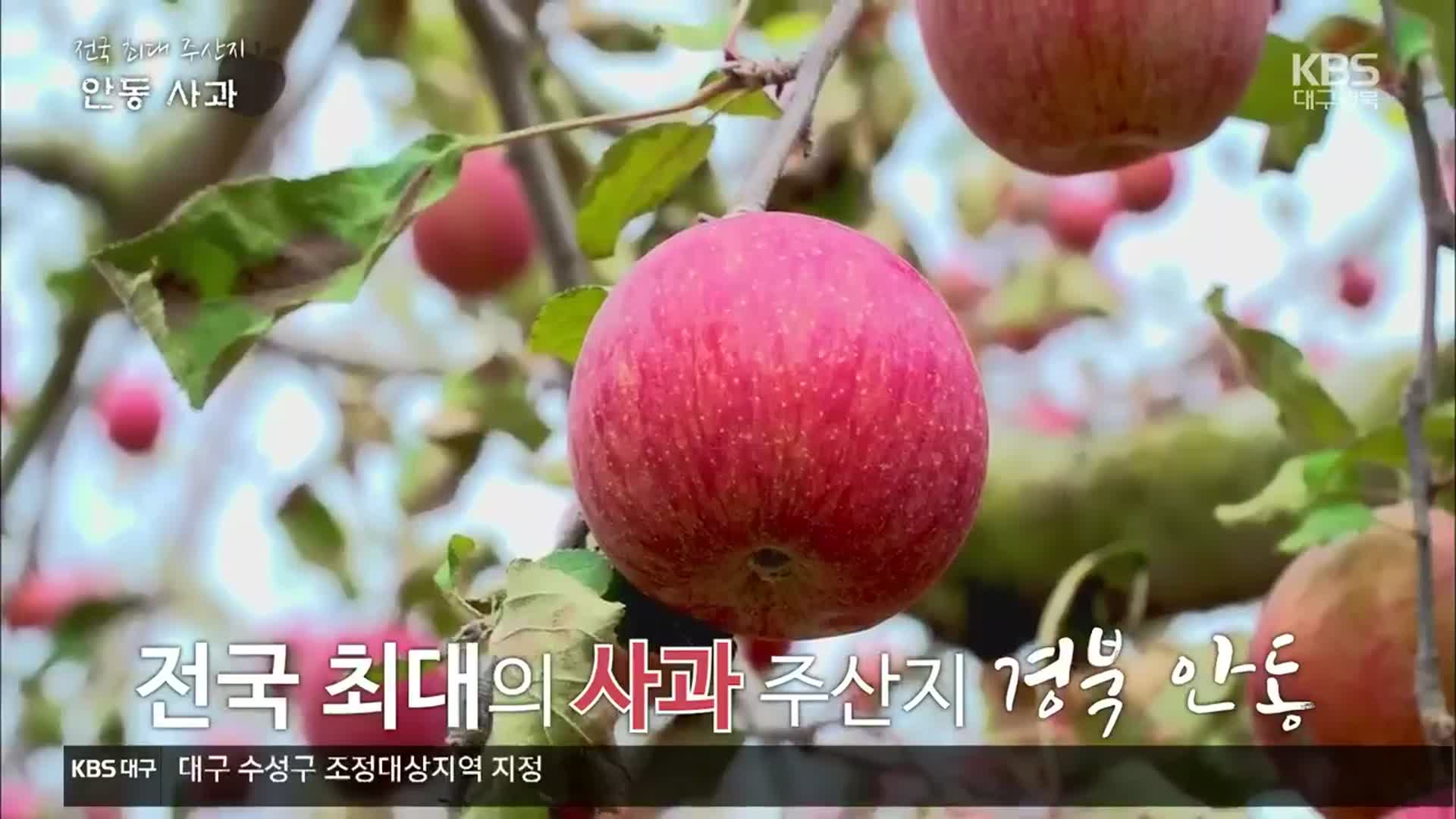 [내고향 나들이] 전국 최대 주산지 ‘안동 사과’