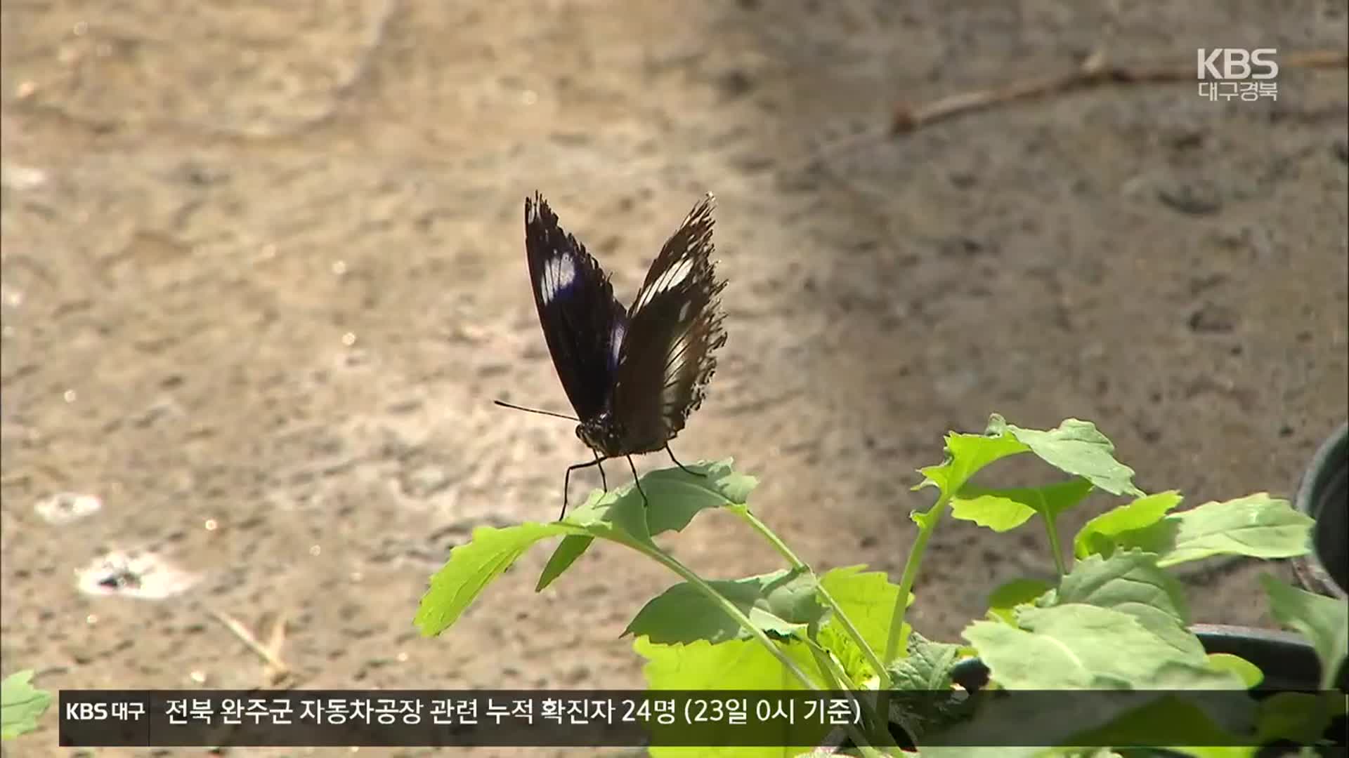 ‘길 잃은 나비: 남방오색나비’ 국내 증식 성공