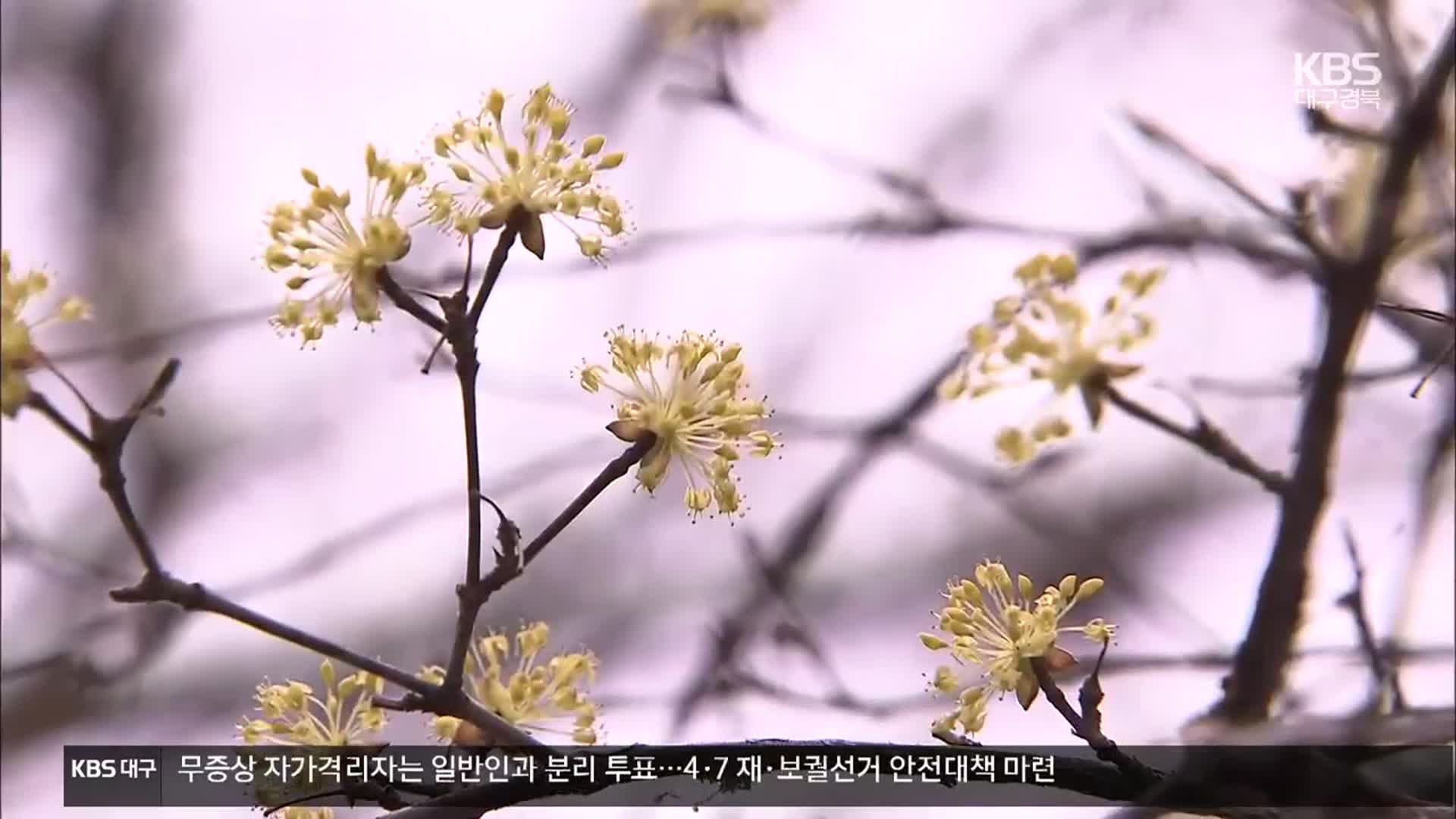 [여기는 안동] 산수유 만개…꽃구경은 비대면으로