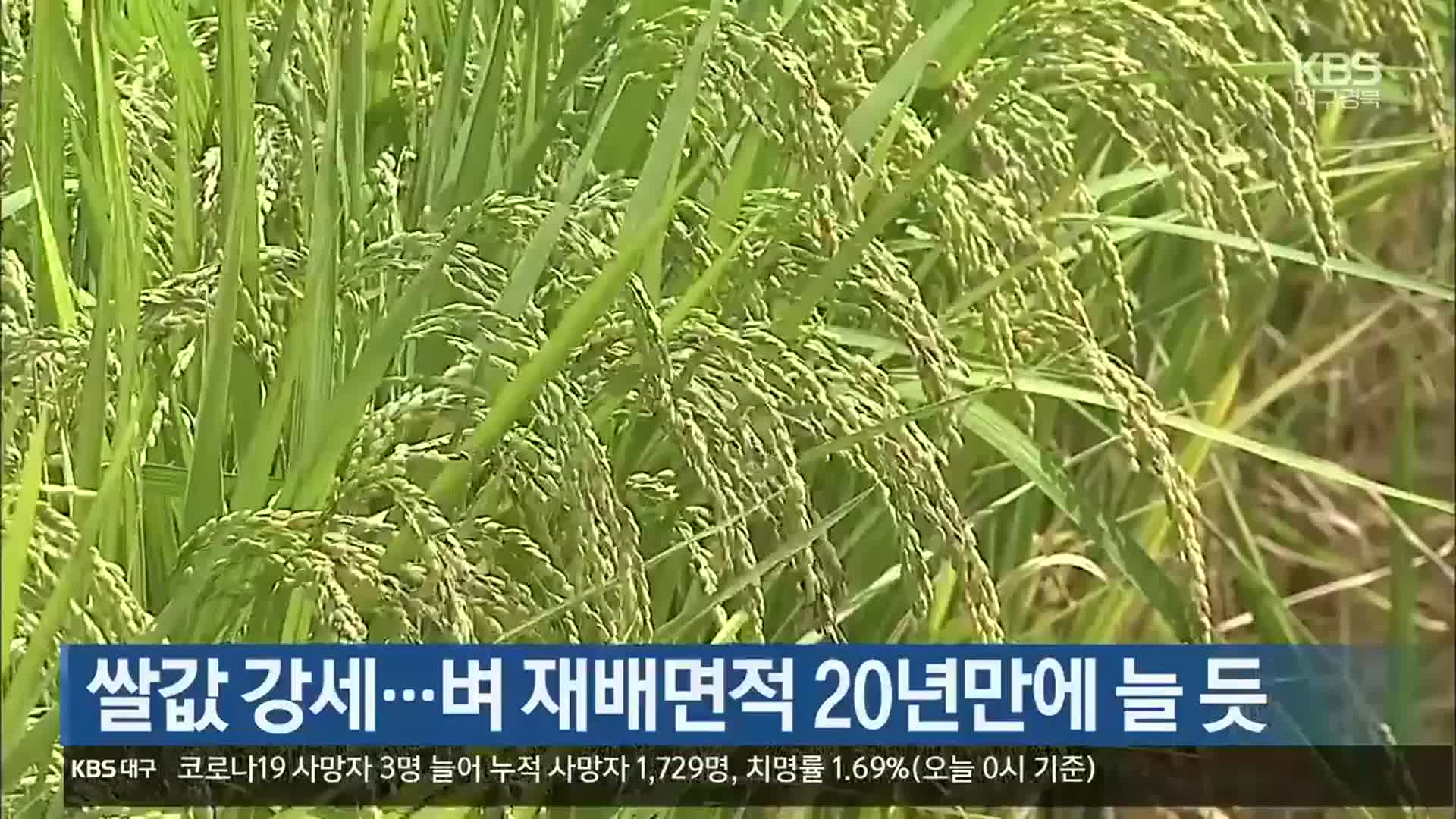 [여기는 안동] 쌀값 강세…벼 재배면적 20년만에 늘 듯 외