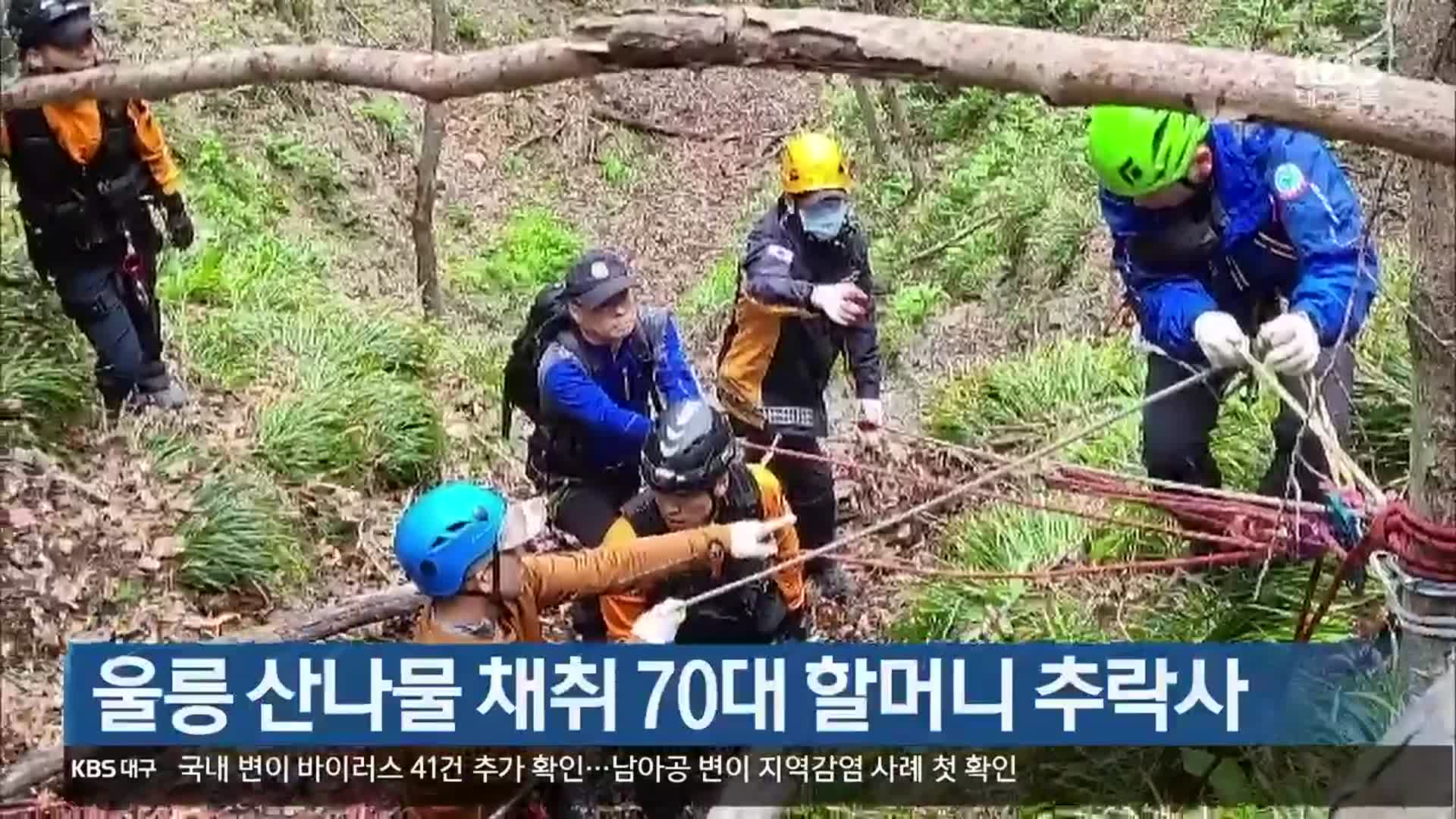 울릉 산나물 채취 70대 할머니 추락사