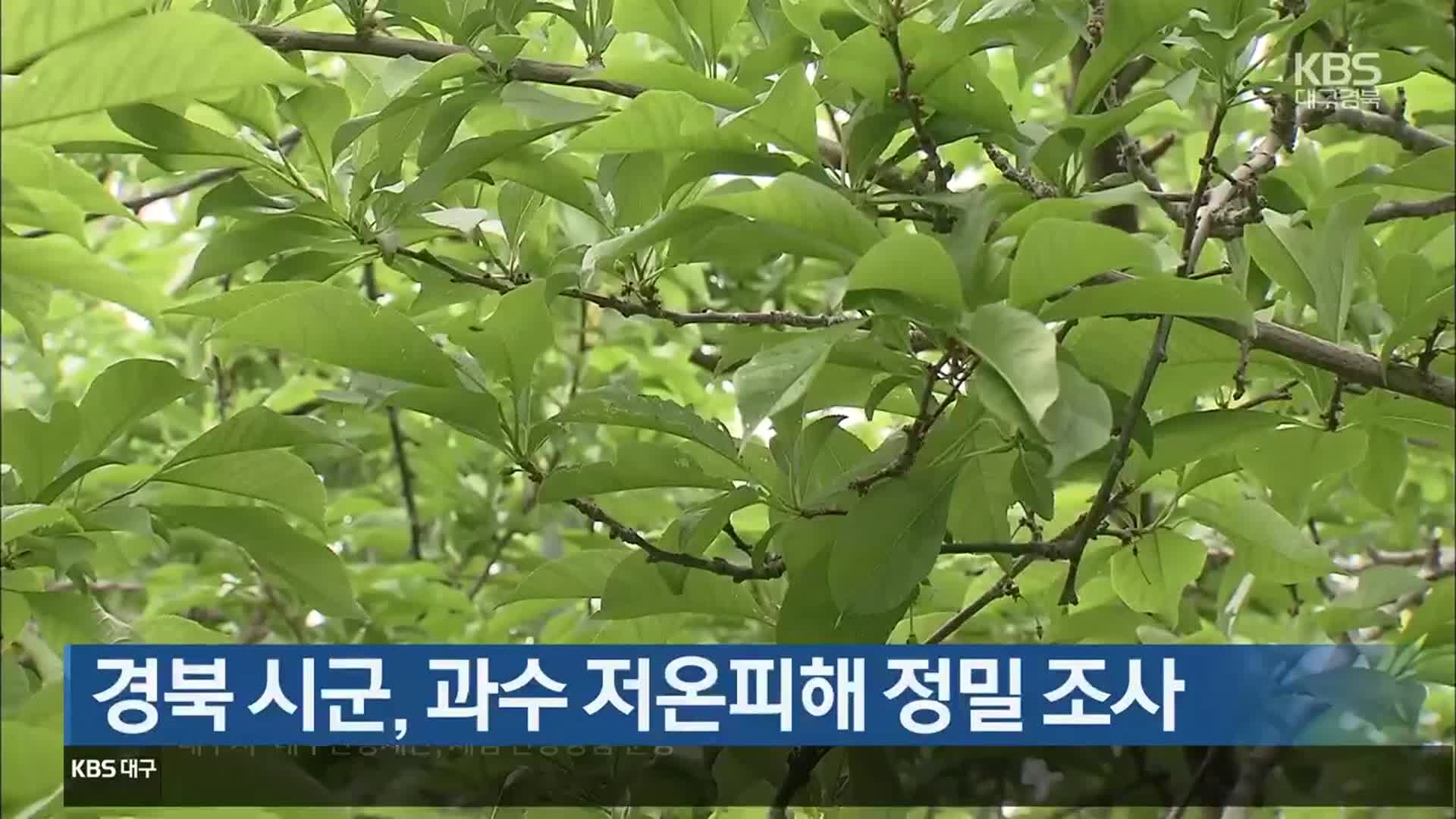 경북 시군, 과수 저온피해 정밀 조사