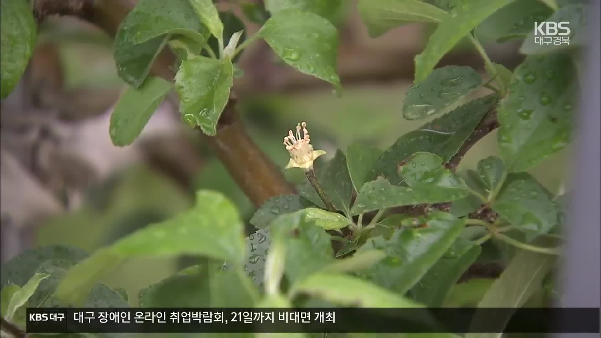 [여기는 안동] 이상기온에 과수 저온피해 심각…“예방시설 지원 필요”