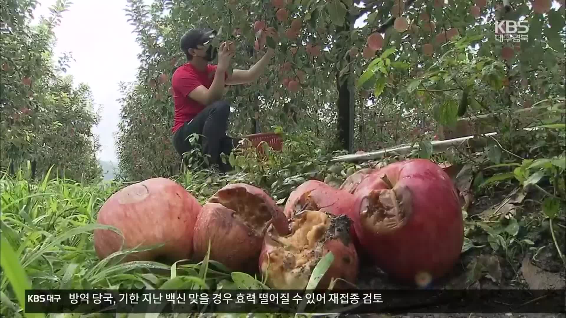 가을 장마에 탄저병까지…추석 코앞 농가 한숨