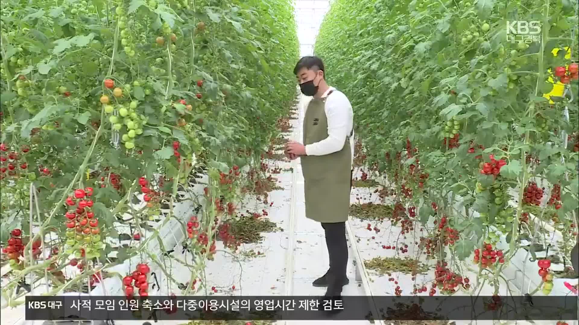 [여기는 안동] 국내 최대 스마트팜 단지…“청년 농부 유치”