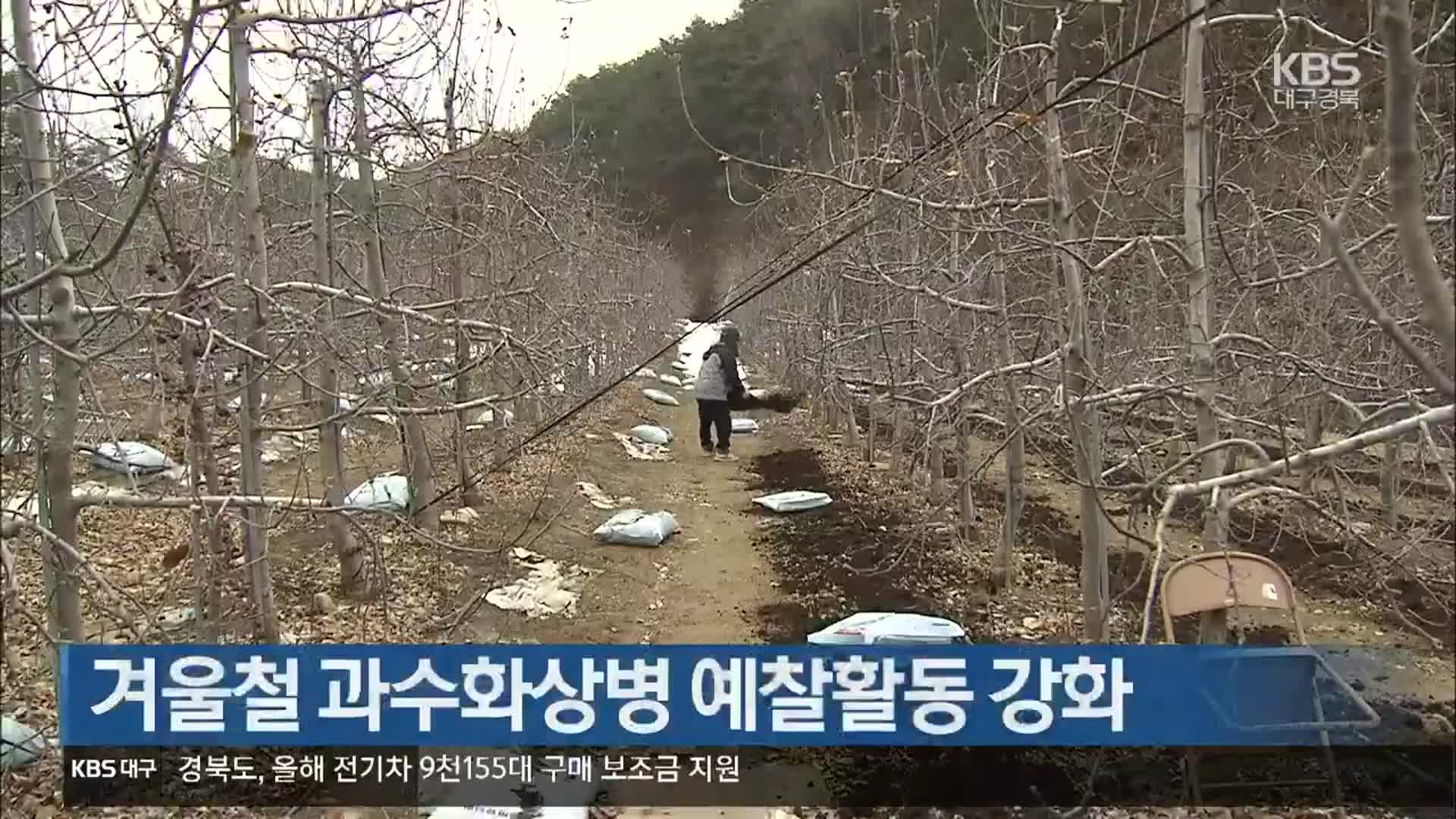 [여기는 안동] 겨울철 과수화상병 예찰활동 강화 외