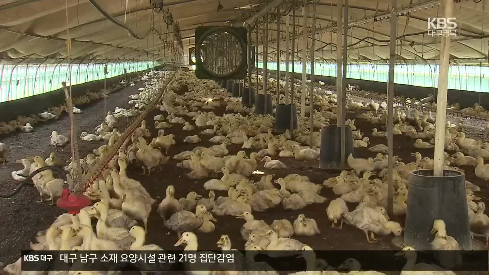 고병원성 AI 의심 잇따라…13일까지 일제 소독