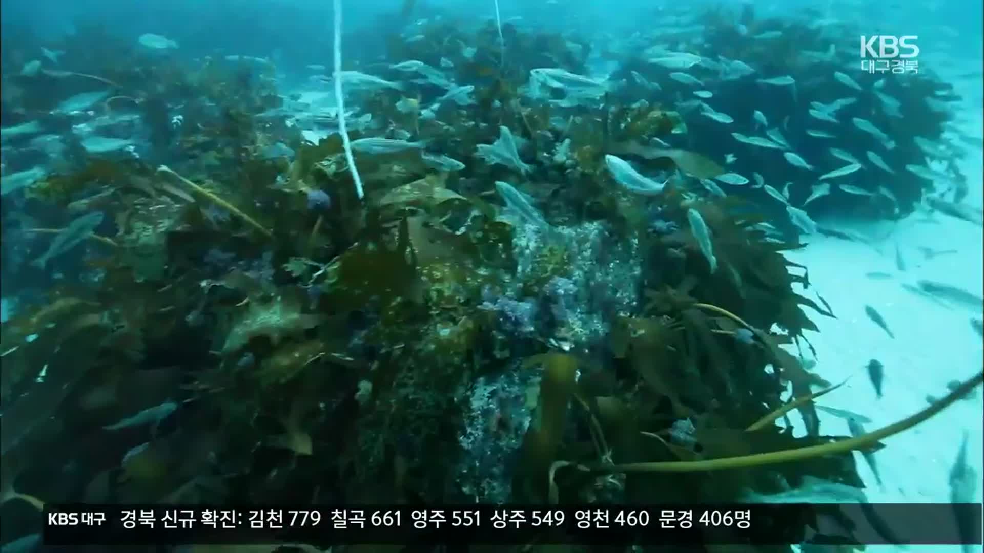 [여기는 포항] 해조류 ‘곰피’ 군락 복원…바다숲 조성 확대