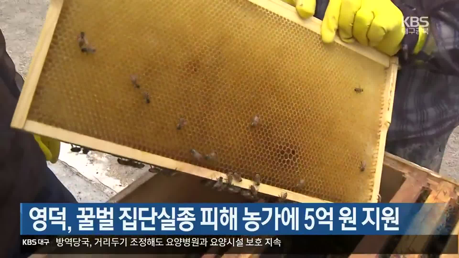 영덕, 꿀벌 집단실종 피해 농가에 5억 원 지원