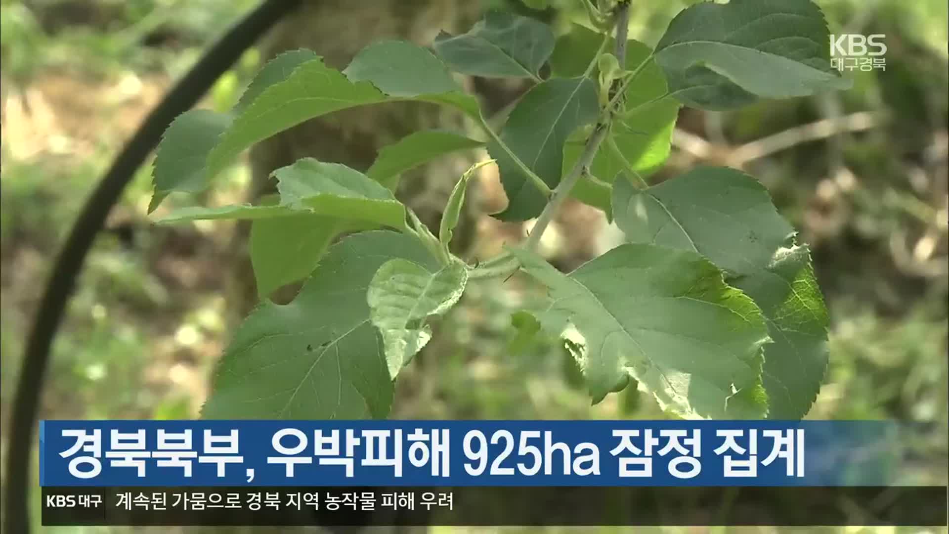 [여기는 안동] 경북북부, 우박피해 925ha 잠정 집계 외