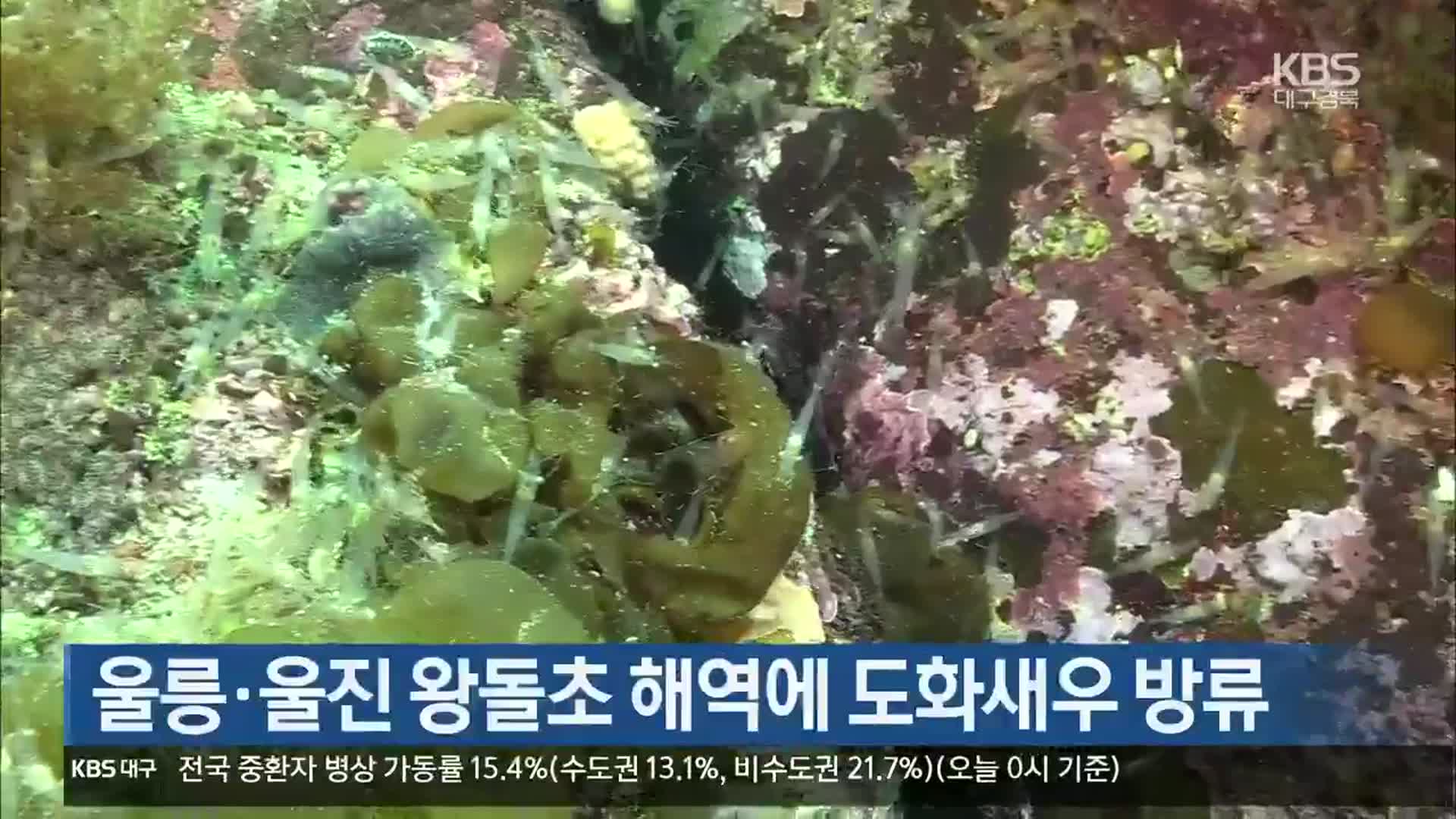 [여기는 포항] 울릉·울진 왕돌초 해역에 도화새우 방류 외