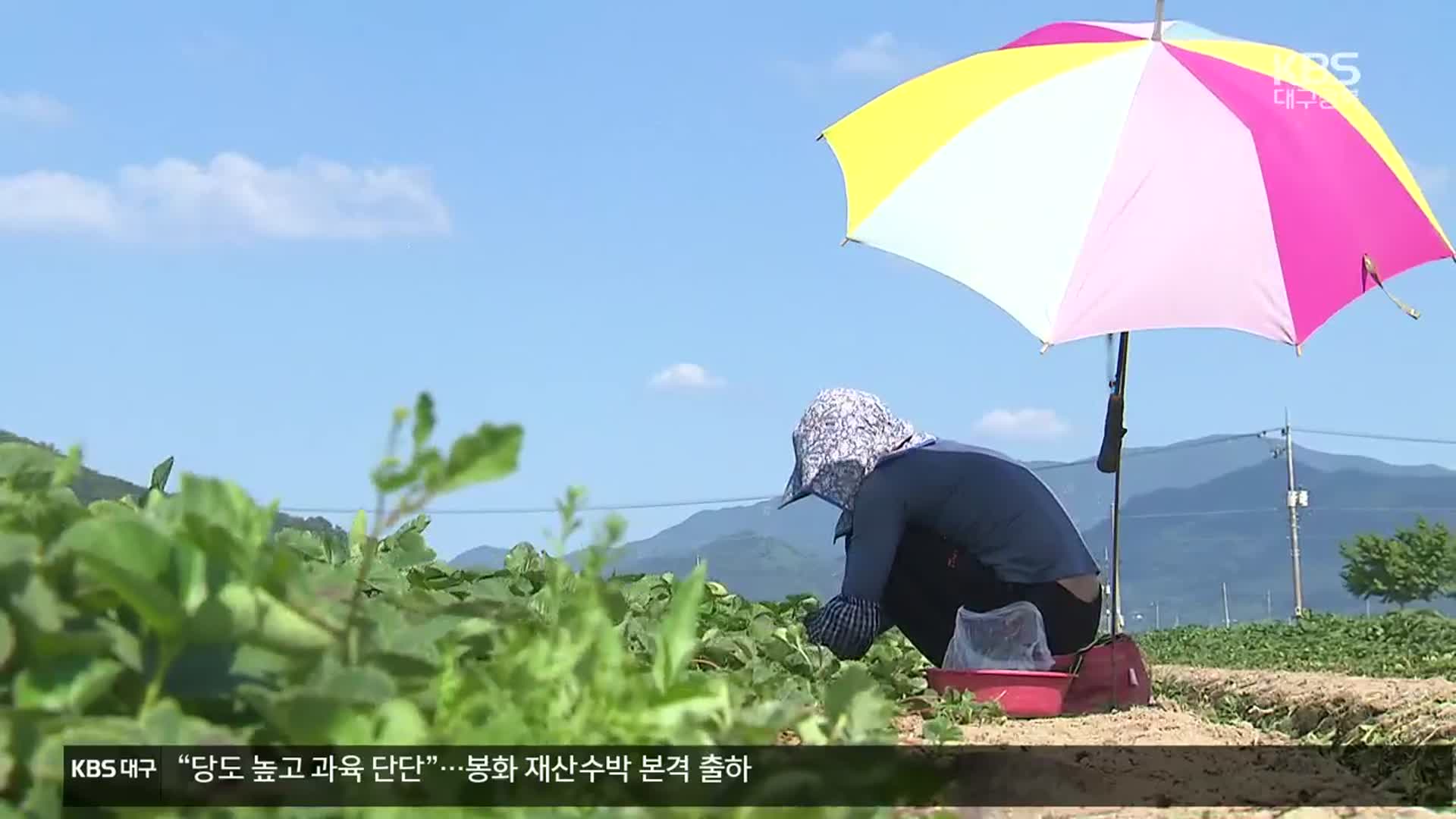 온열 질환 응급 이송 지난해 4배…사망도 두 배