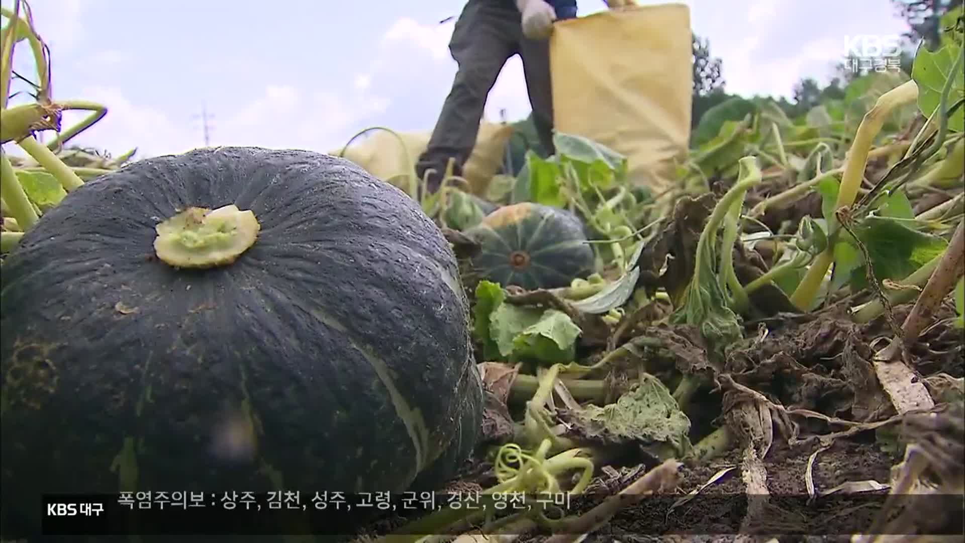 [여기는 안동] 안동 단호박 일본 전량 수출