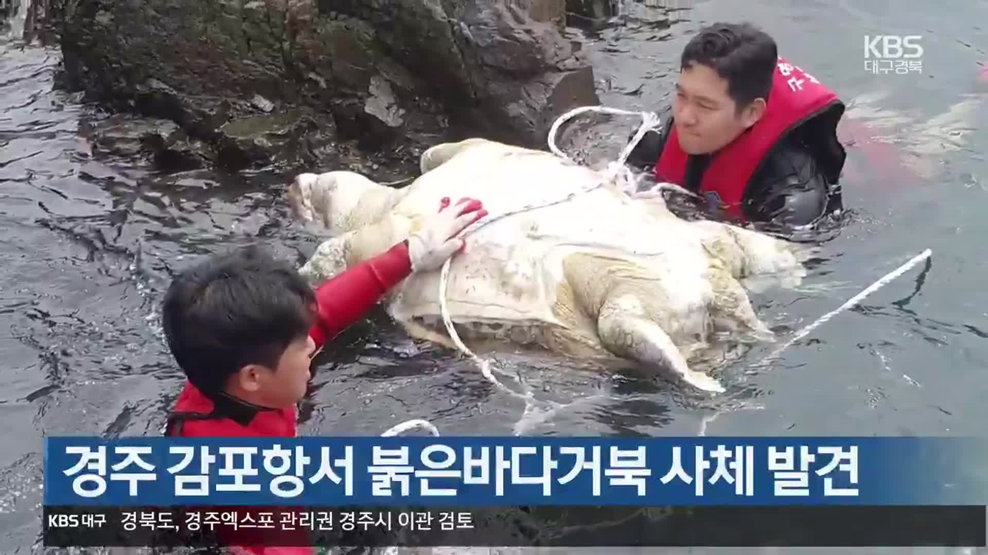 경주 감포항서 붉은바다거북 사체 발견