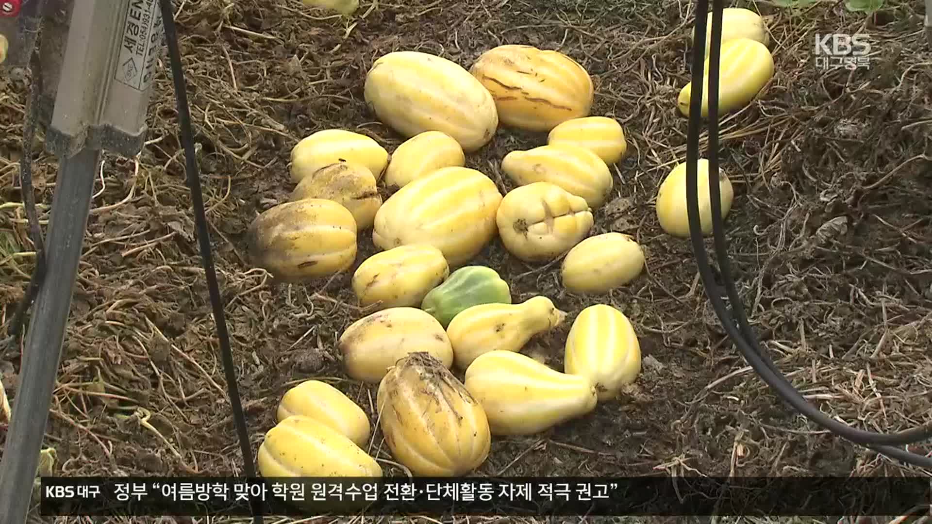 이상기후에 피해도 이례적…농가 ‘속앓이’