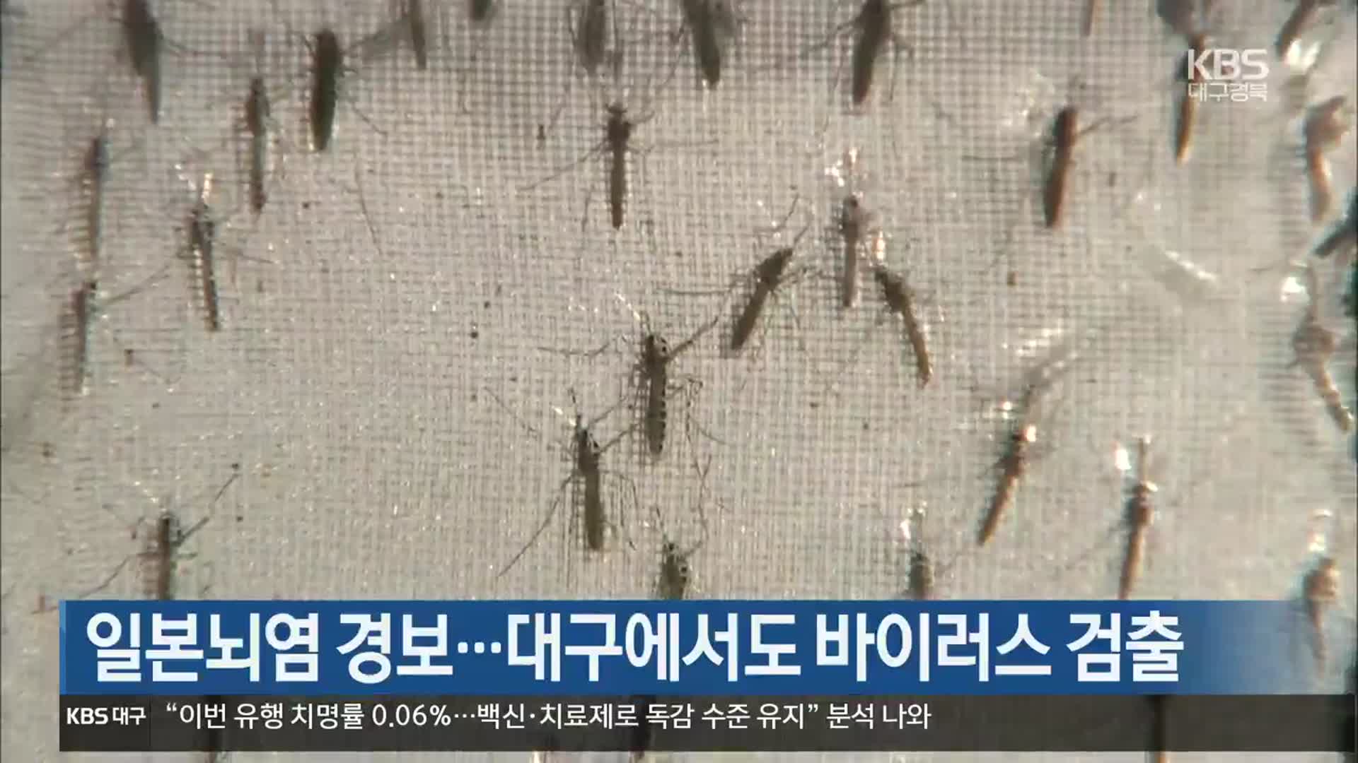 일본뇌염 경보…대구에서도 바이러스 검출