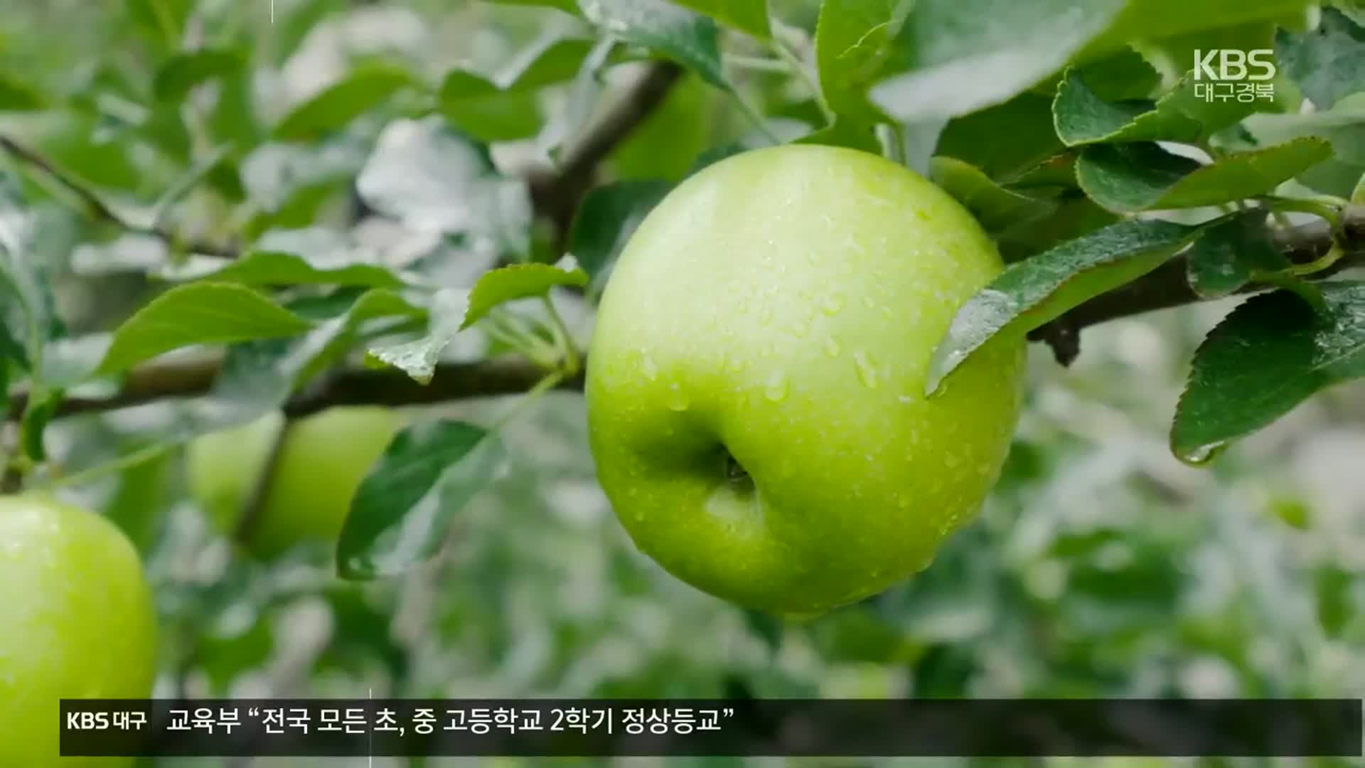 [걷고 보고 느끼고] 사과의 도시를 걷다