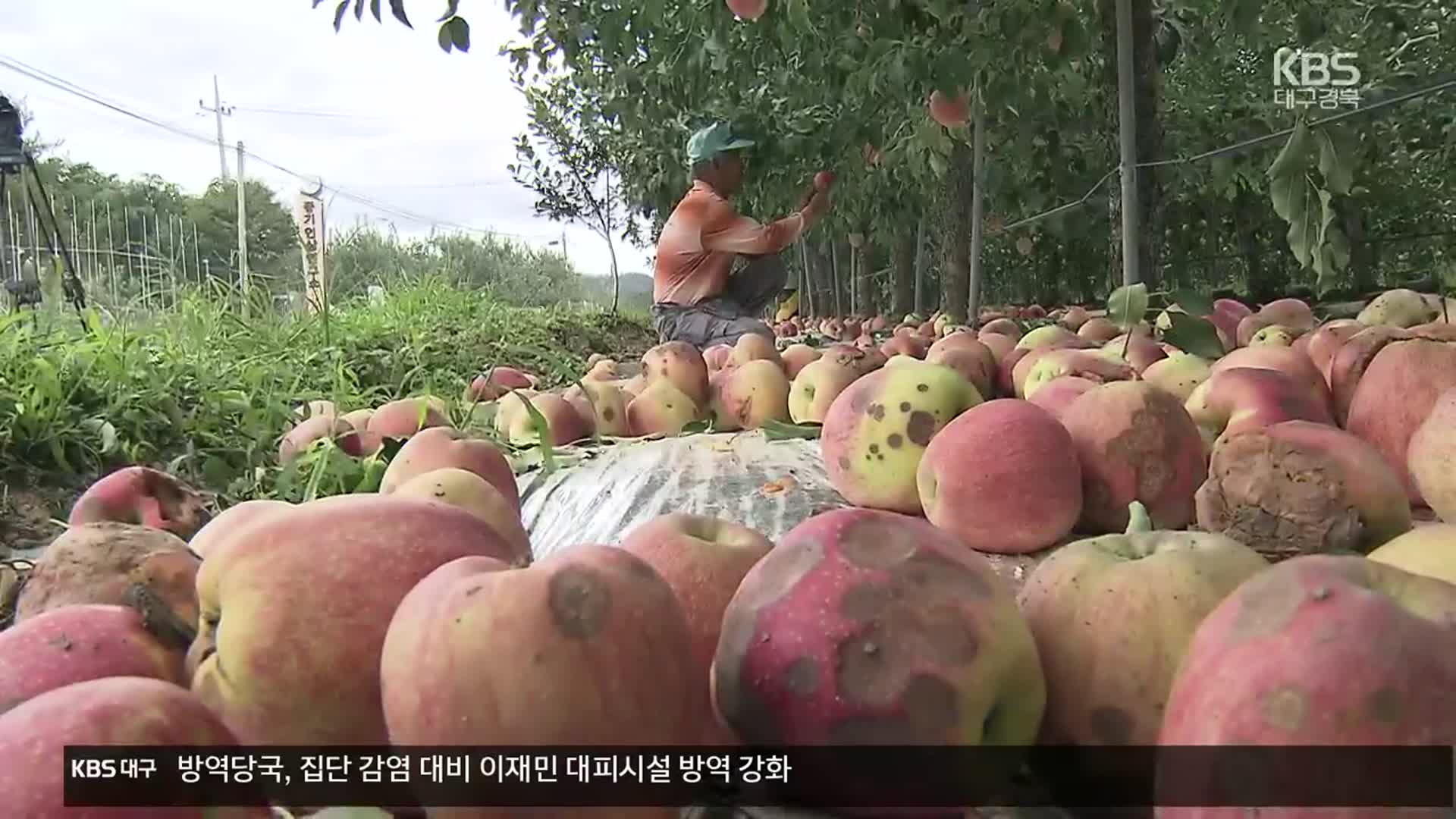 추석 코 앞인데 사과 탄저병 비상