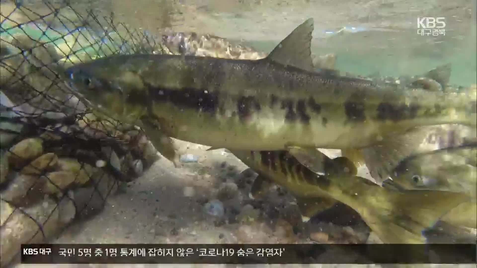 [여기는 포항] 울진 왕피천 돌아온 연어떼…어자원 조성 박차