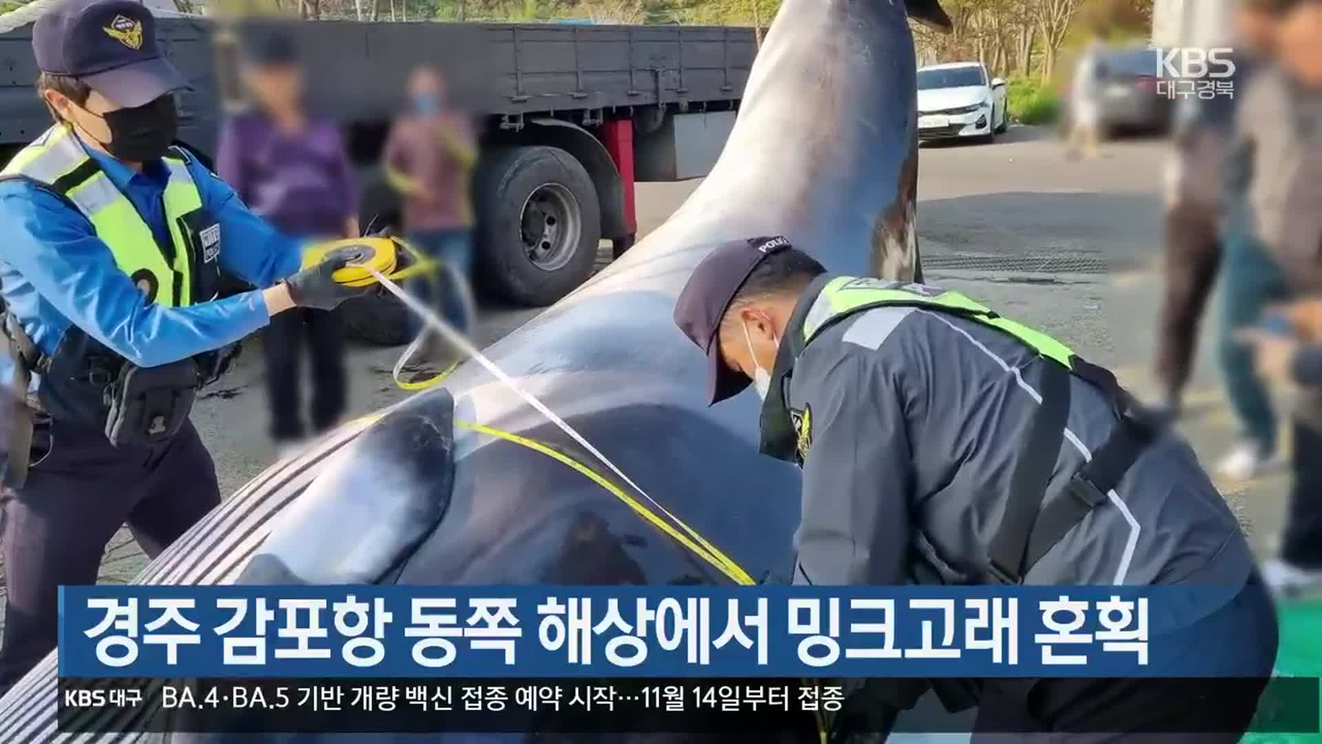 경주 감포항 동쪽 해상에서 밍크고래 혼획