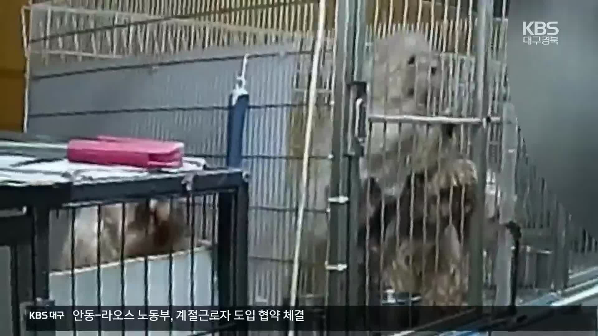무허가 번식·부상견 방치…동물 학대 등 11건 적발