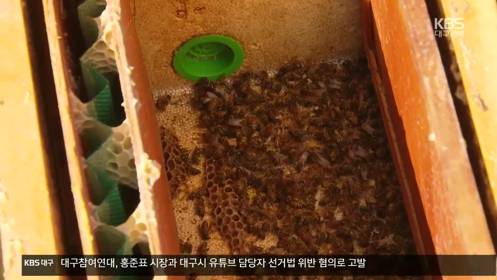 지난 가을 꿀벌 100억 마리 실종…원인은?