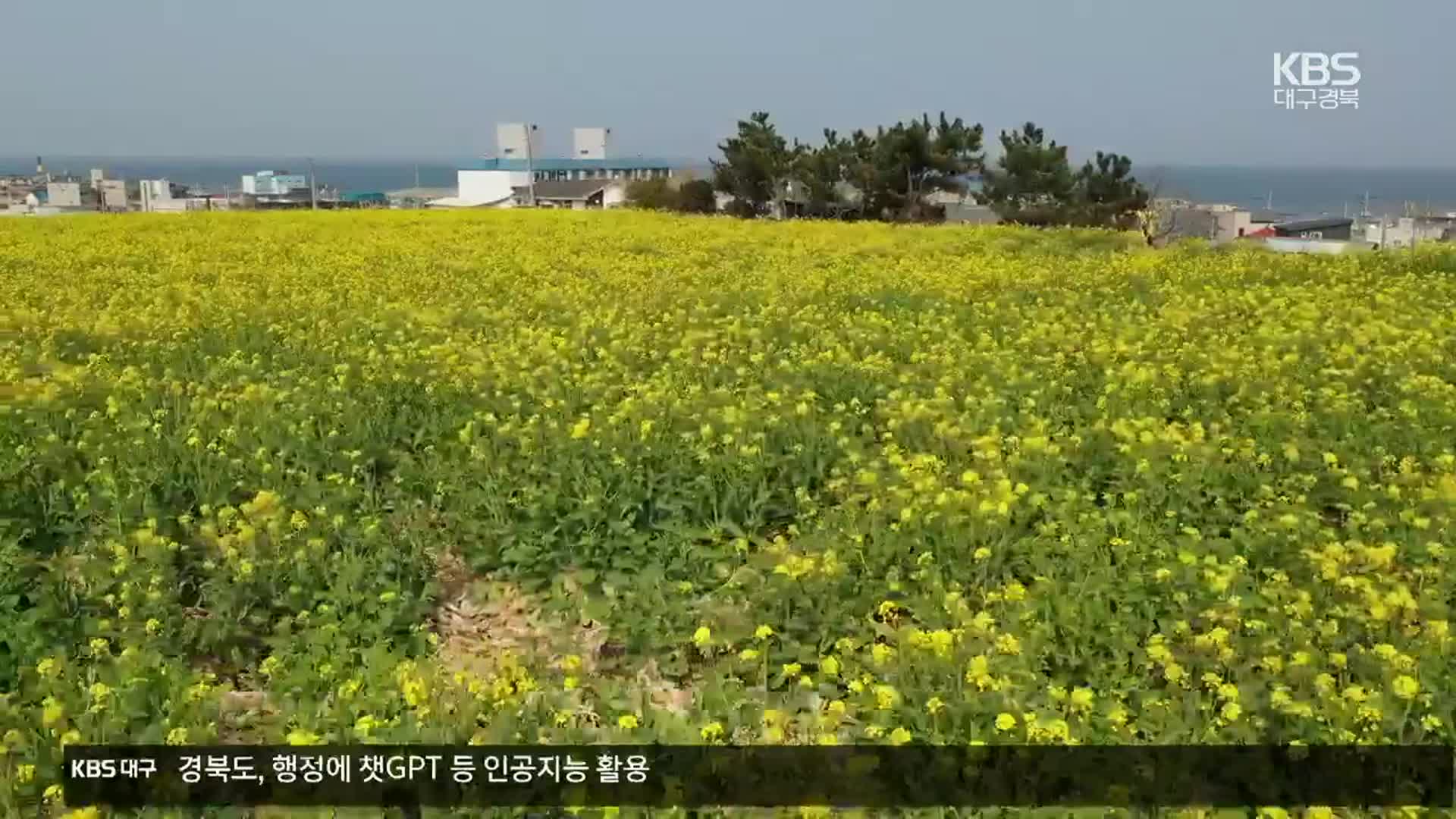 유채꽃밭 변한 호미곶…관광·농가 소득 ‘일석이조’