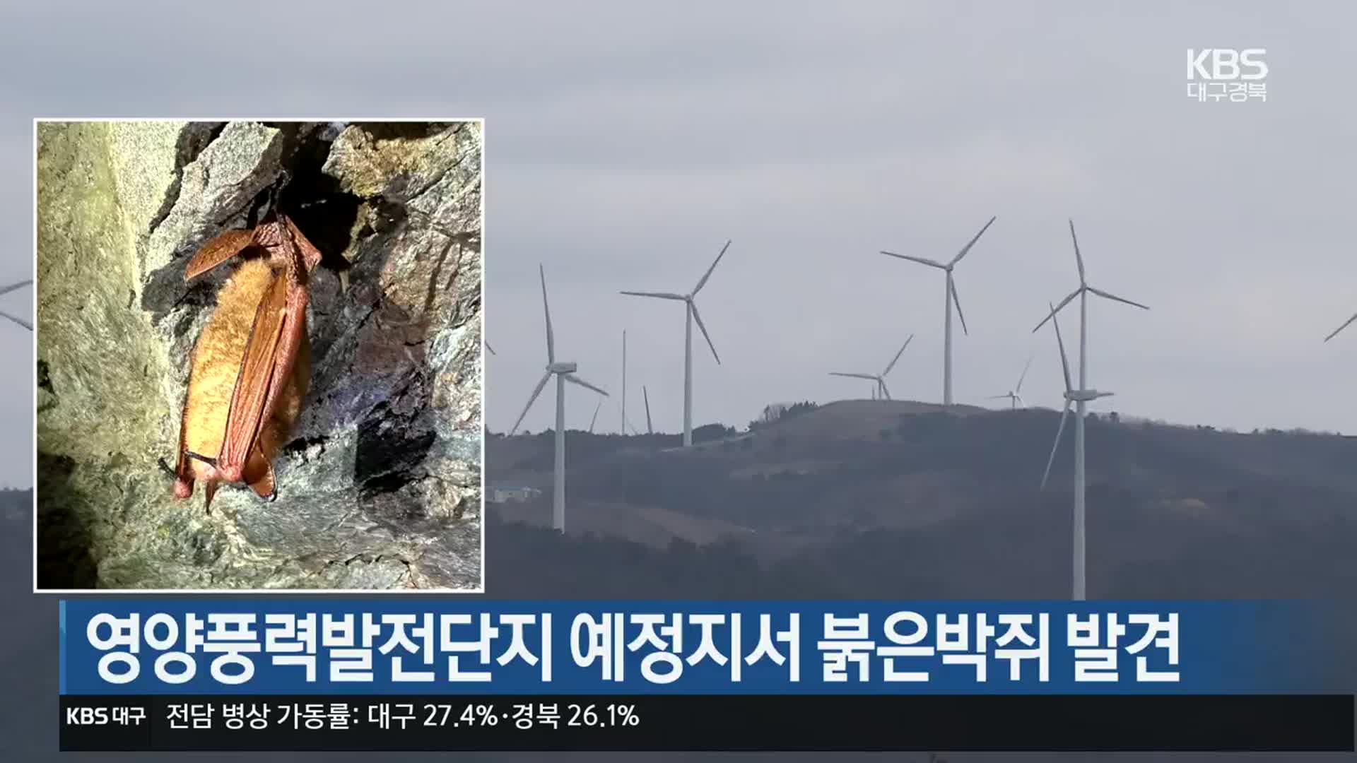 [여기는 안동] 영양풍력발전단지 예정지서 붉은박쥐 발견 외