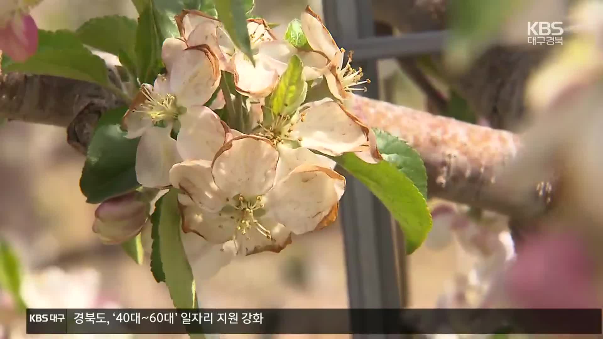 [여기는 안동] 꽃 피는데 기온 ‘뚝’…과수농가 저온피해 비상