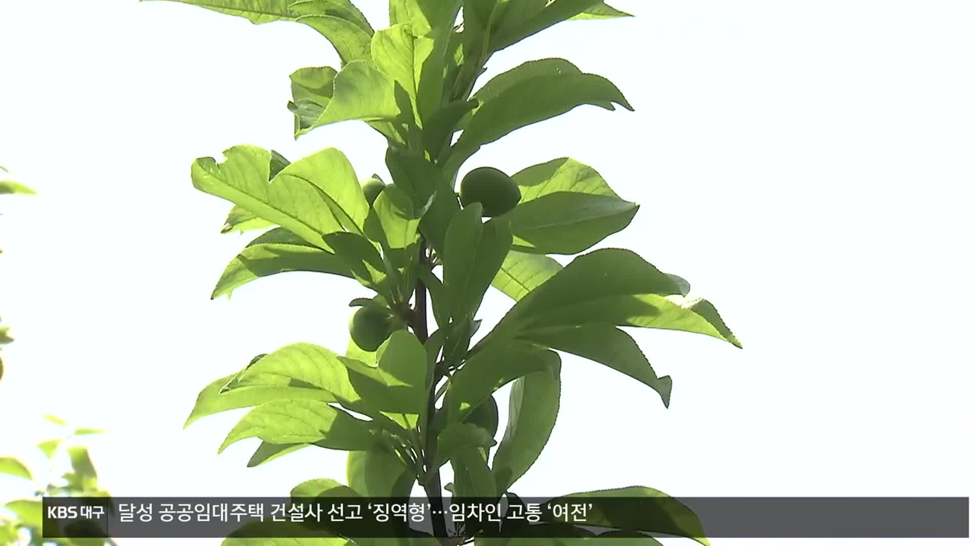 저온피해 현실화…7천5백 농가 피해