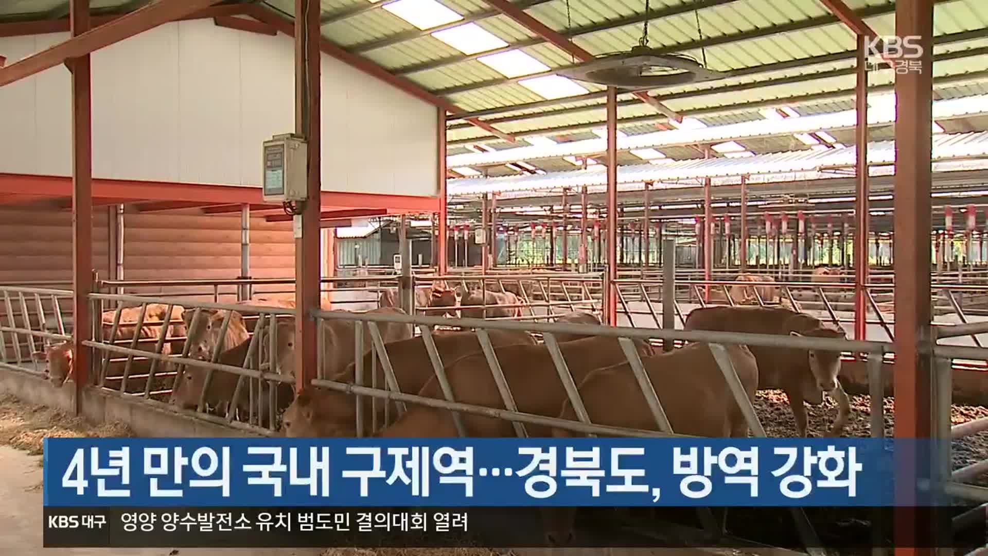 4년 만의 국내 구제역…경북도, 방역 강화